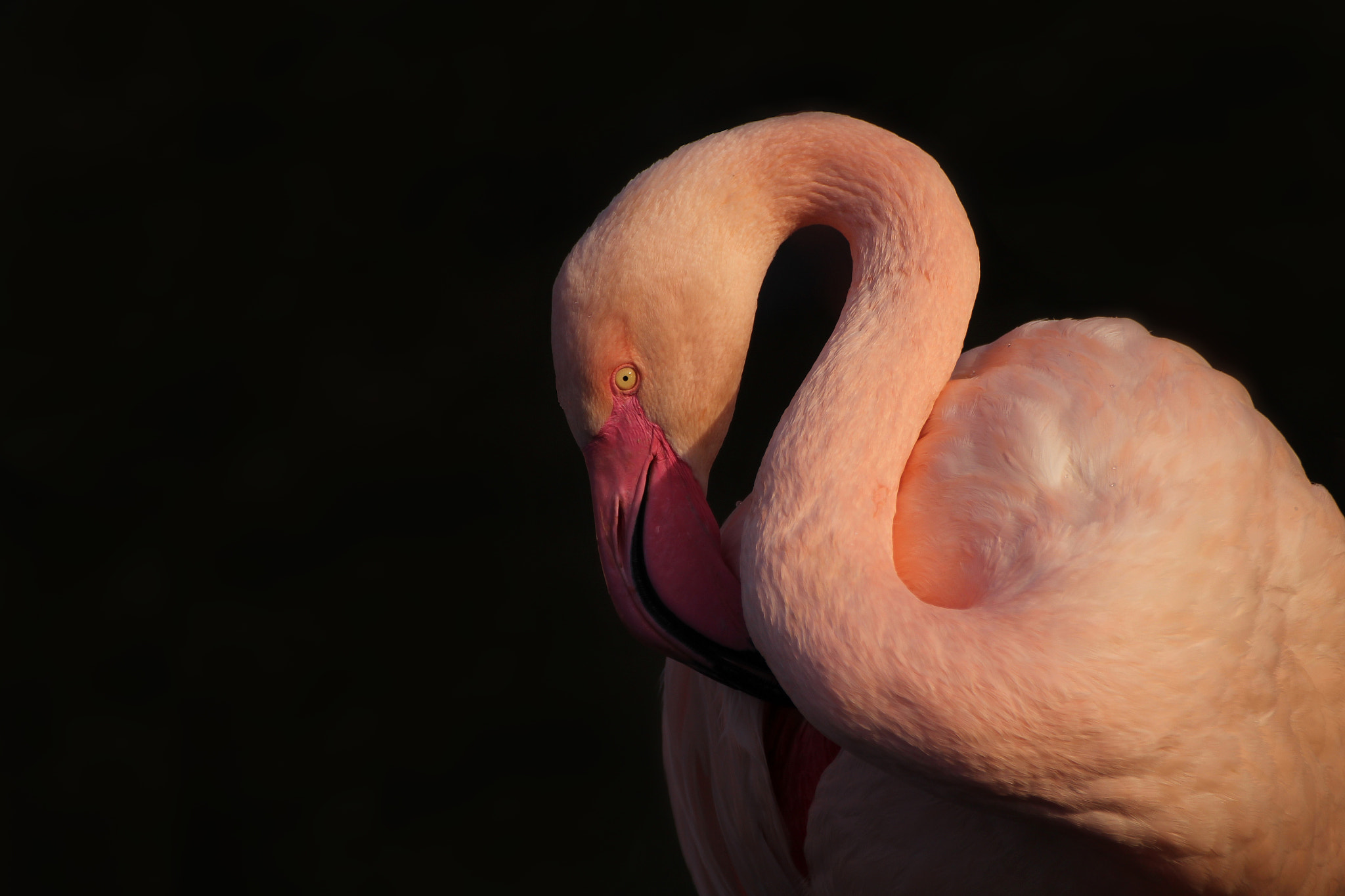 Tamron SP 35mm F1.8 Di VC USD sample photo. Greater flamingo (phoenicopterus roseus) photography