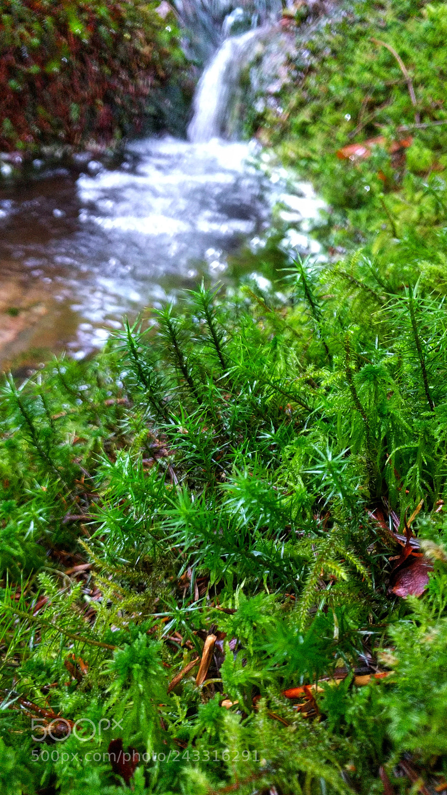 LG Nexus 5X sample photo. Lit de mousse photography