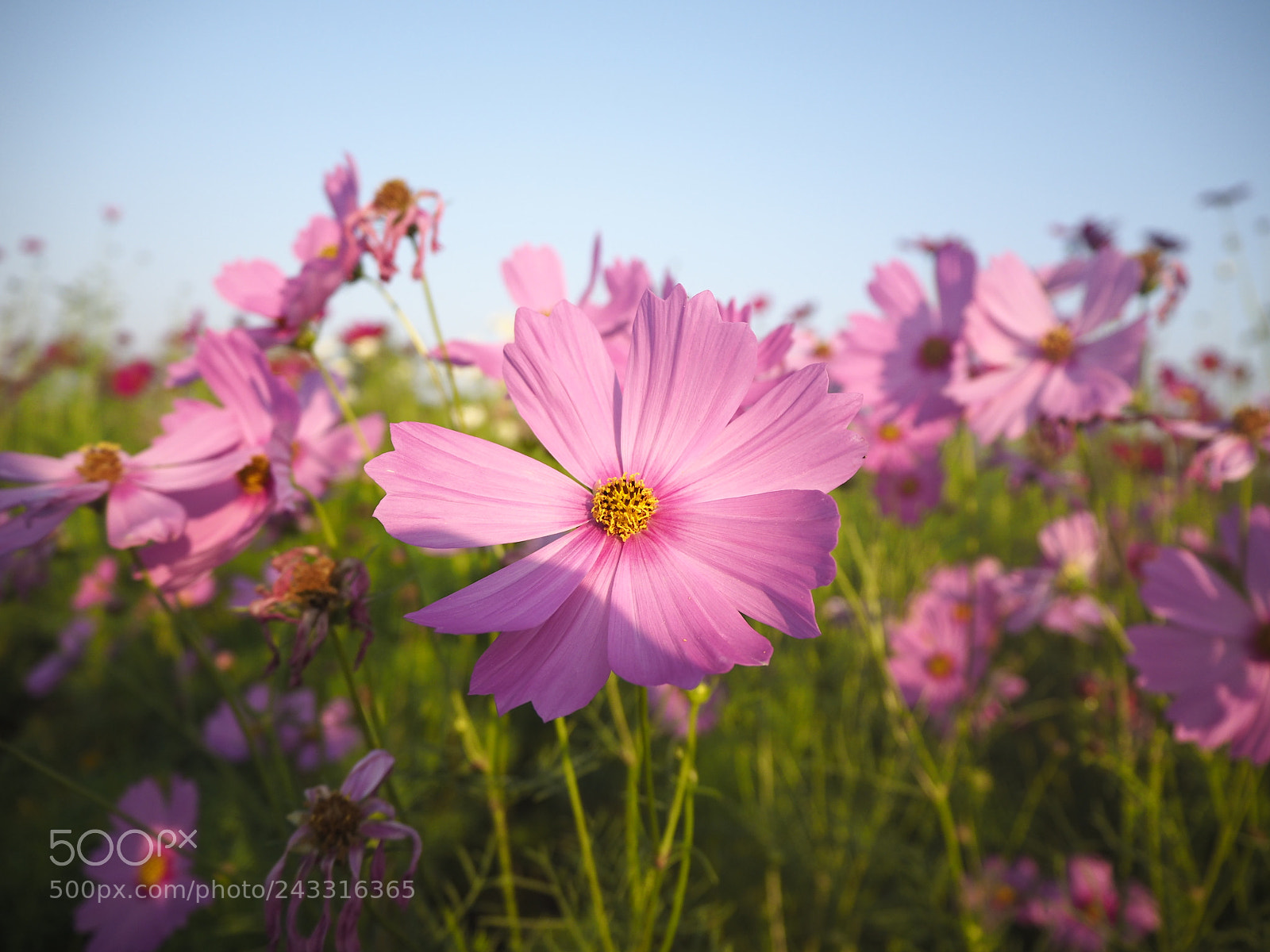 Olympus OM-D E-M10 II sample photo. Flower field photography