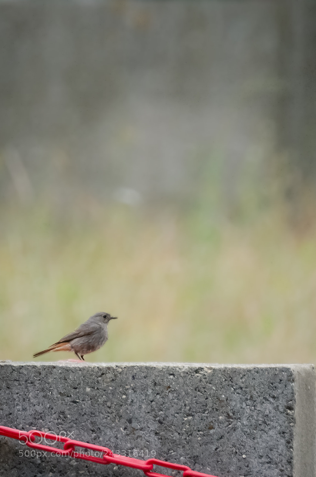Nikon D5100 sample photo. Rouge queue mâle photography