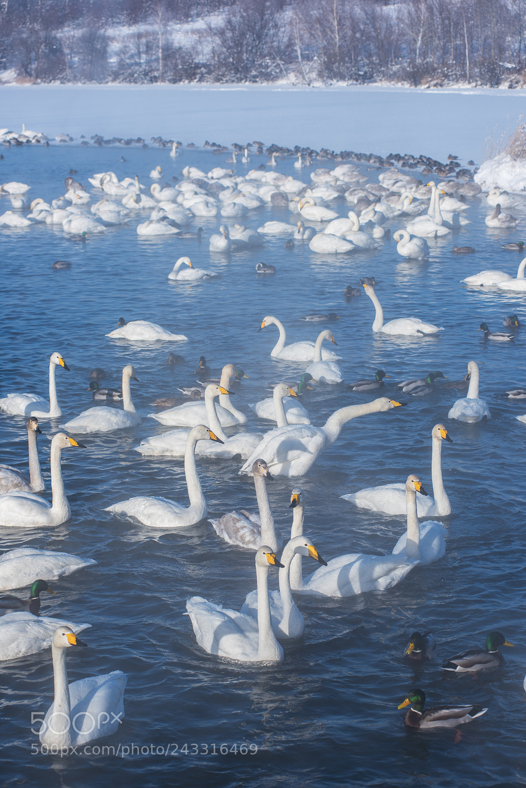 Nikon D810 sample photo. Beautiful white whooping swans photography