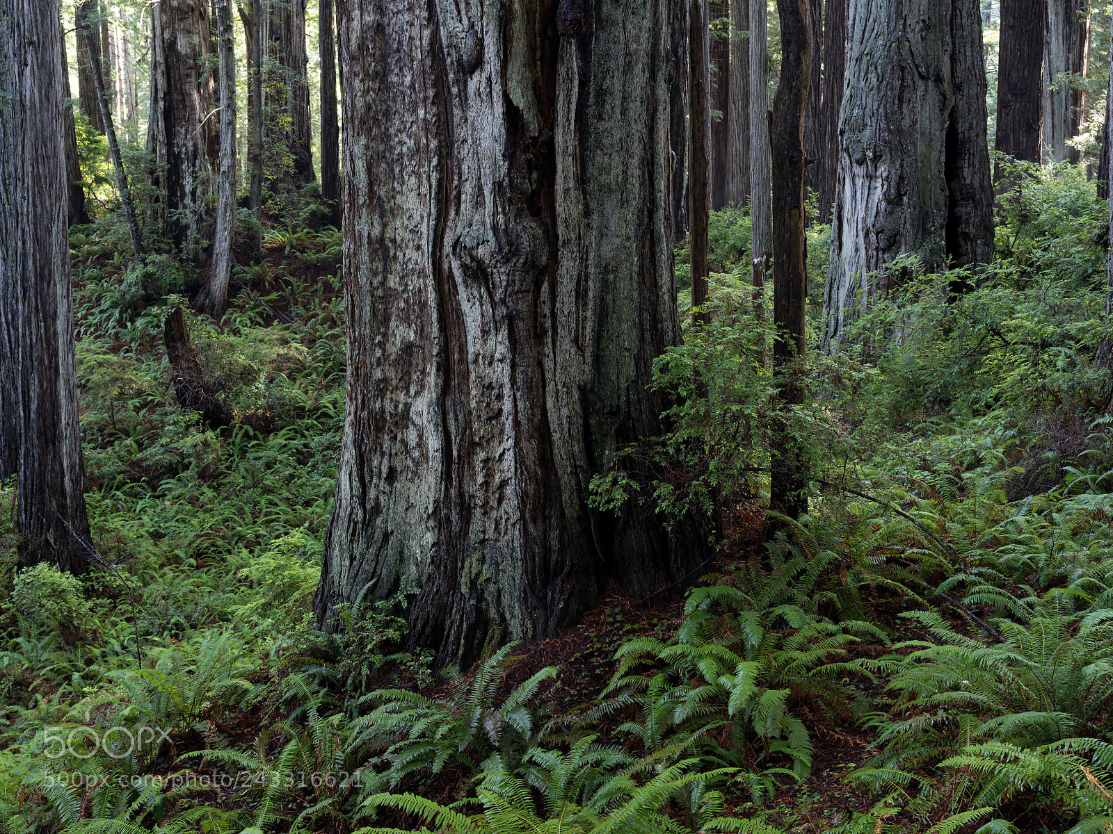 Pentax 645Z sample photo. Coast redwoods, clintonia trail photography