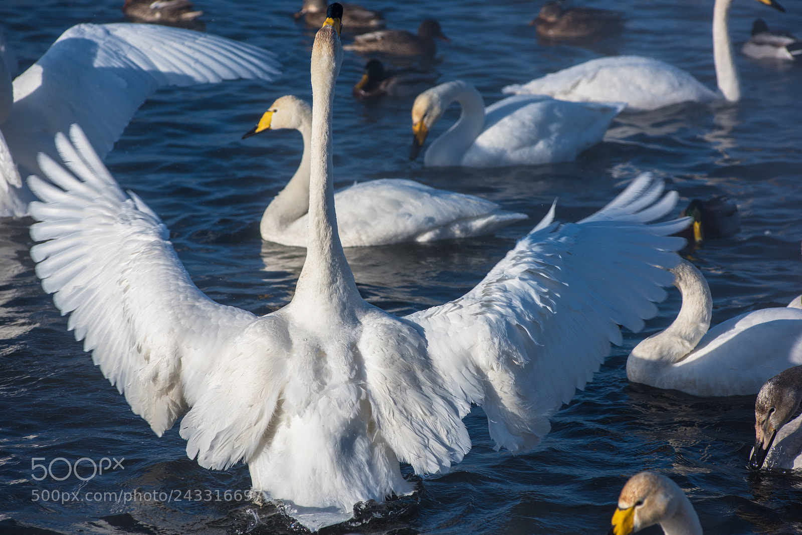 Nikon D810 sample photo. Beautiful white whooping swans photography