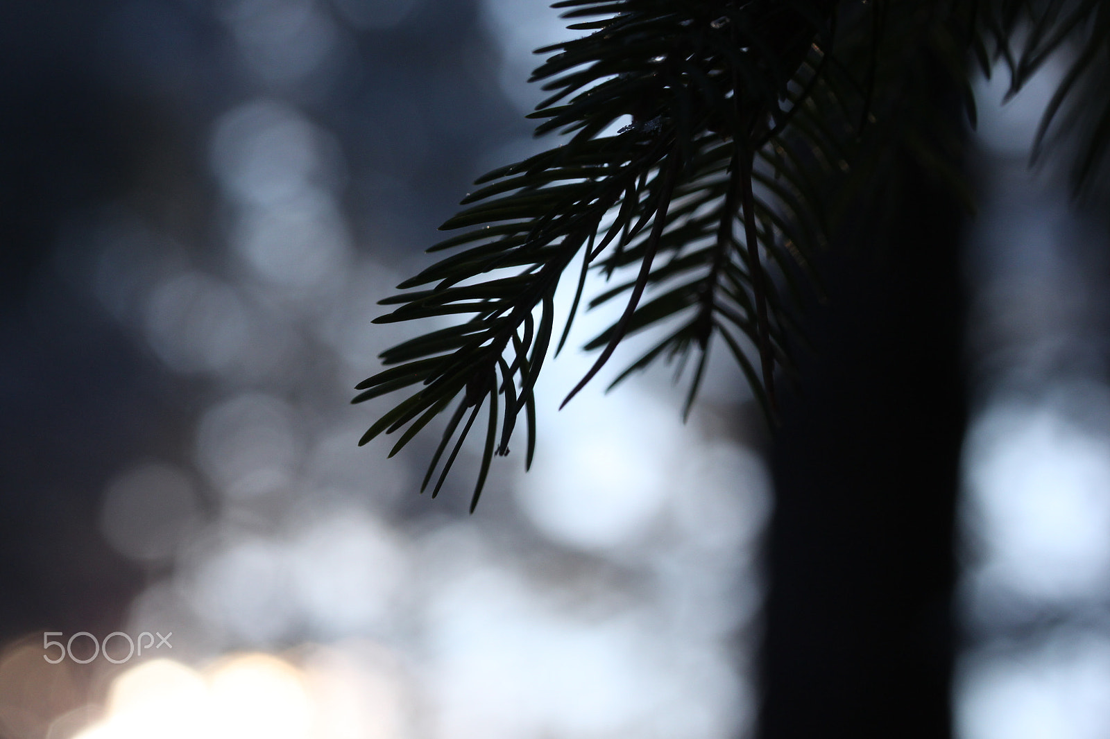 Canon EF-S 60mm F2.8 Macro USM sample photo. Kuusi photography
