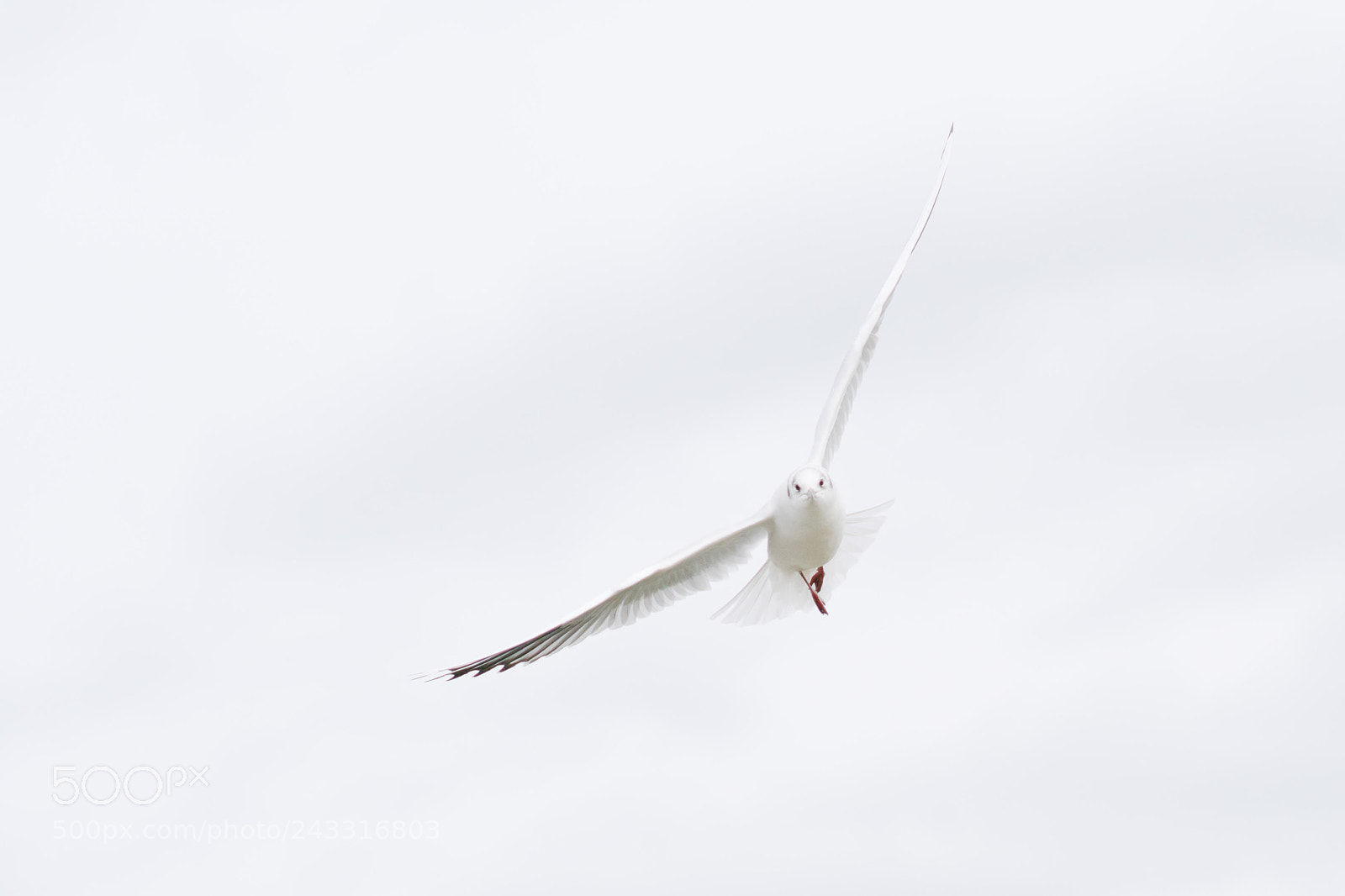 Sony a6500 sample photo. The white messenger photography