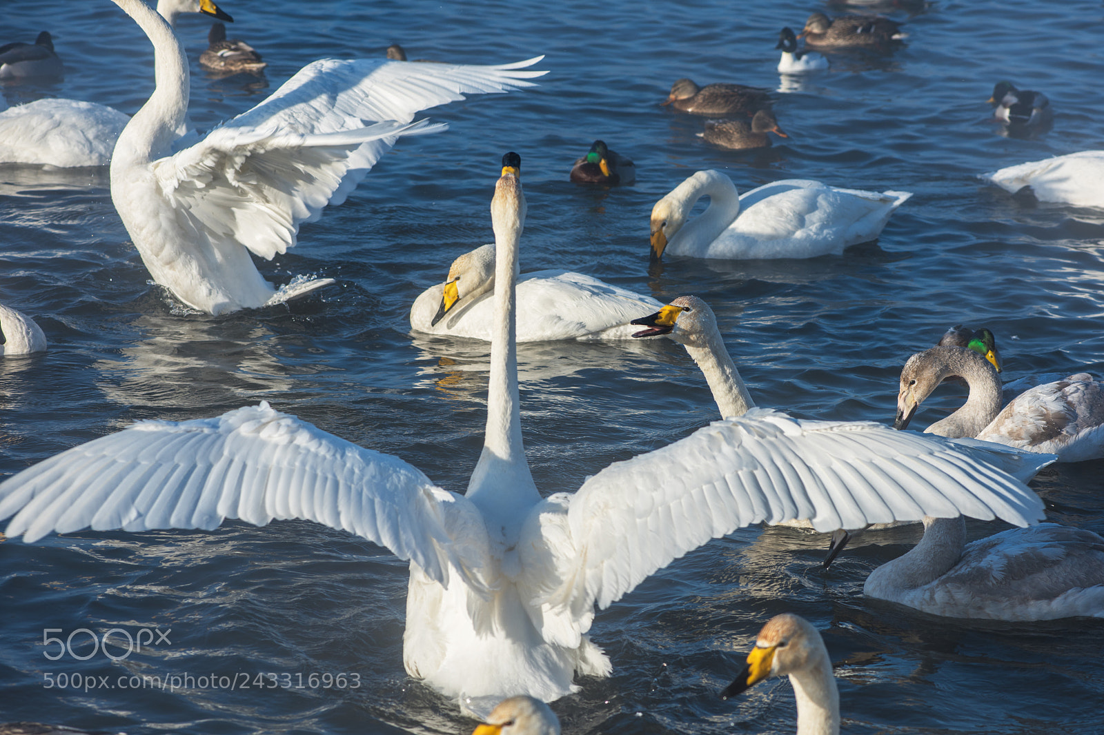 Nikon D810 sample photo. Beautiful white whooping swans photography