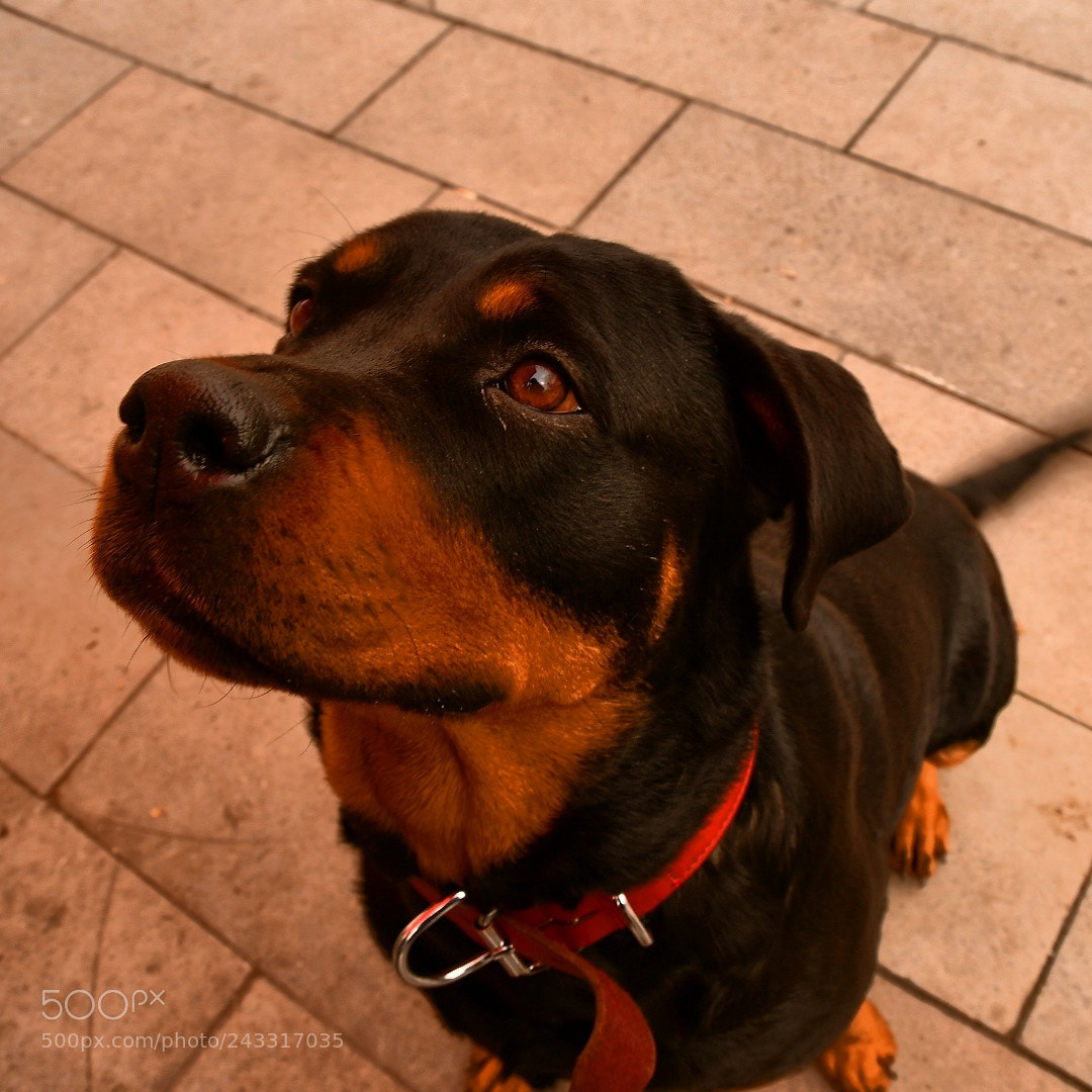 Nikon D7500 sample photo. Untitled photography