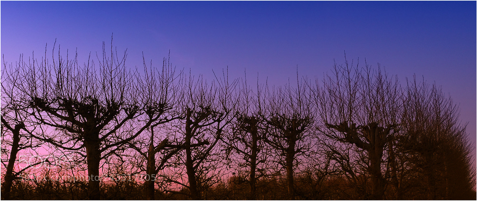 Fujifilm X-T2 sample photo. Trees in morning dusk photography