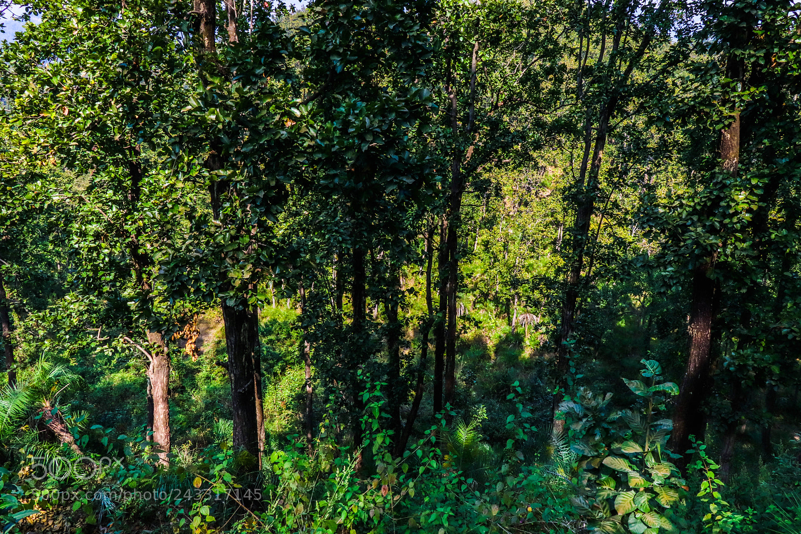Canon EOS 77D (EOS 9000D / EOS 770D) sample photo. Beautiful trees. photography