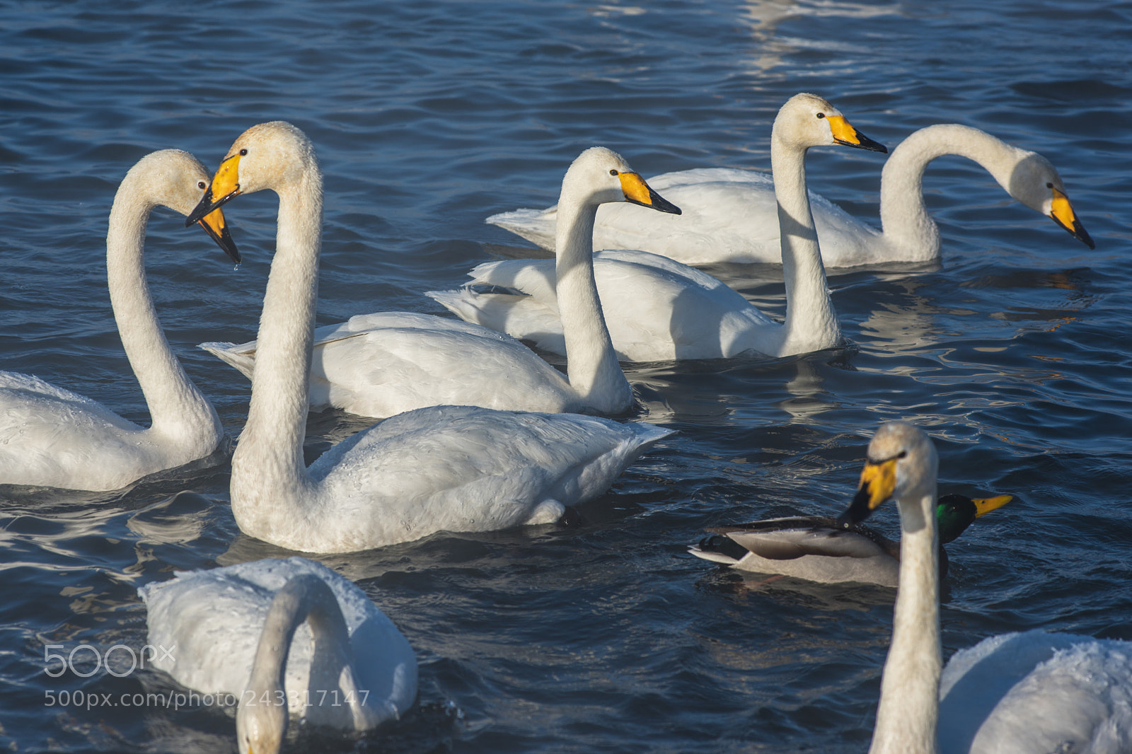 Nikon D810 sample photo. Beautiful white whooping swans photography