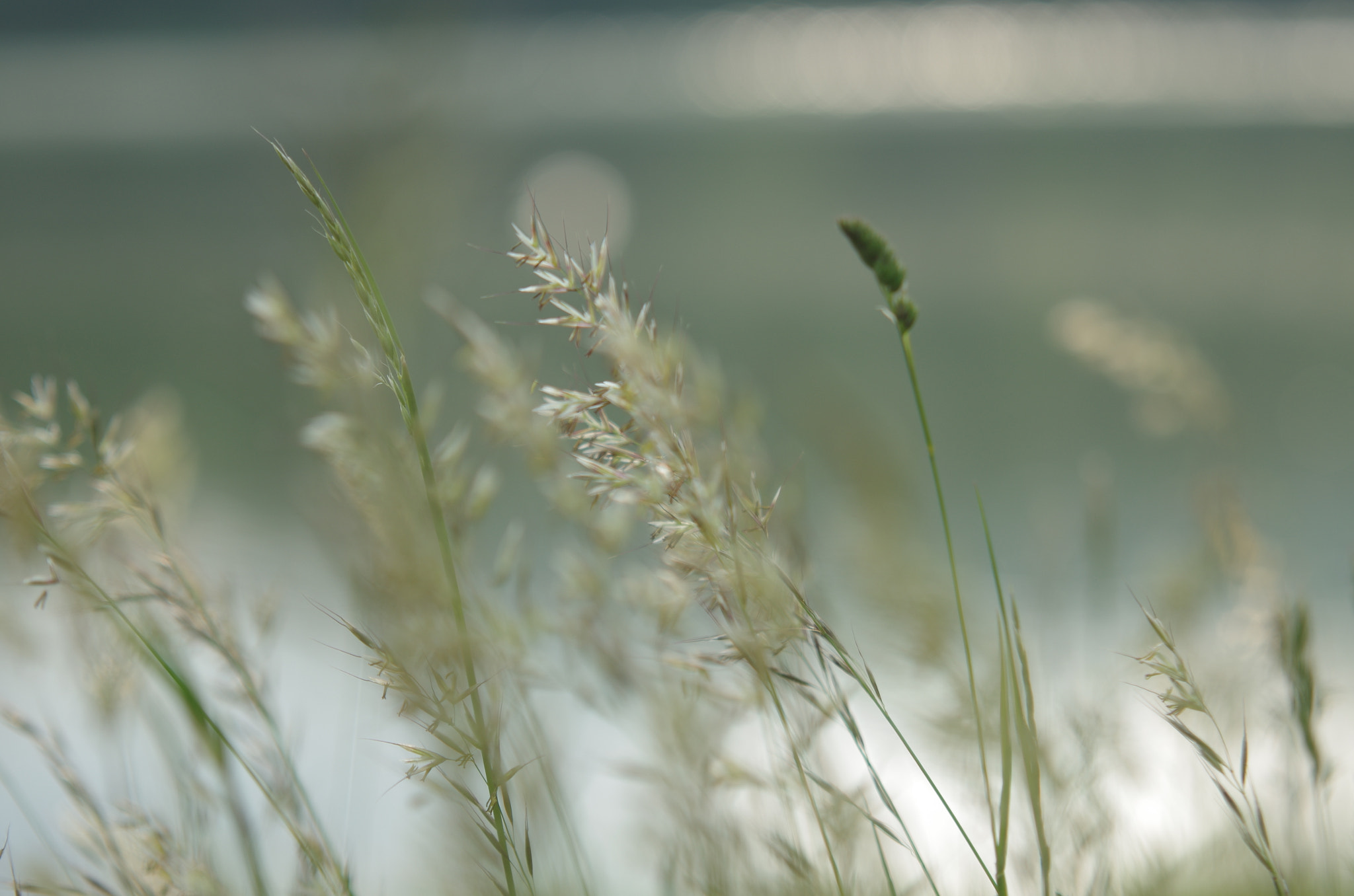 Pentax K-5 IIs + Sigma 70-200mm F2.8 EX DG Macro HSM II sample photo