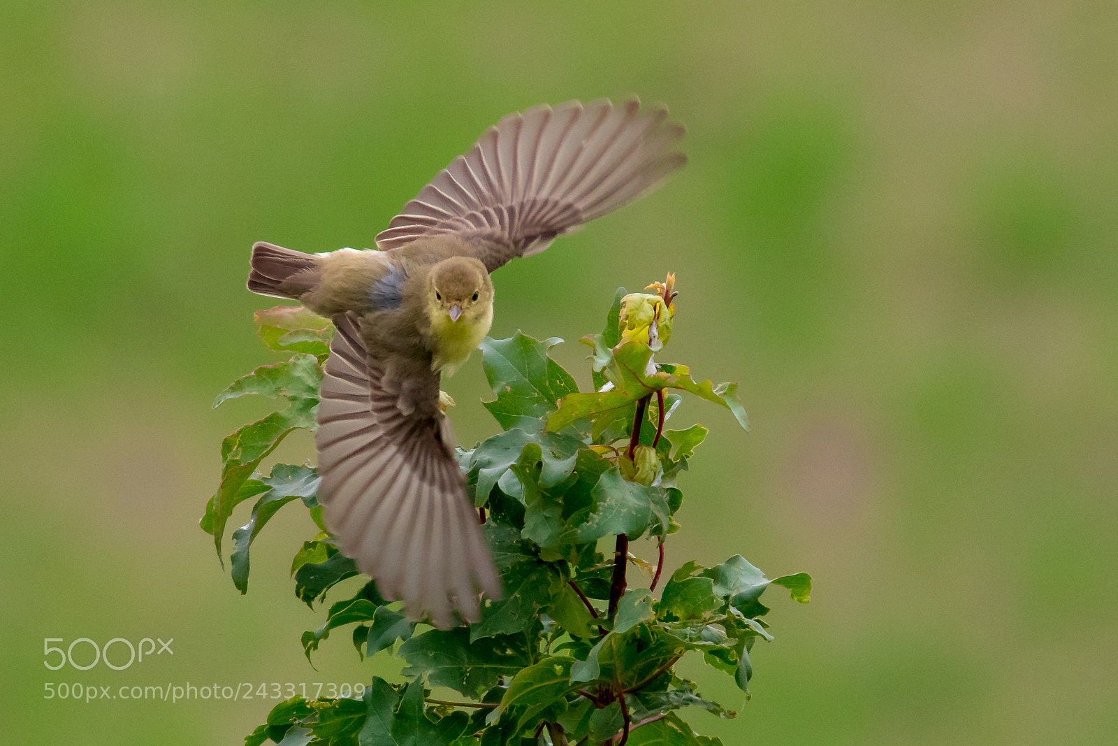 Canon EOS 7D Mark II sample photo. Icterine warbler in flight photography