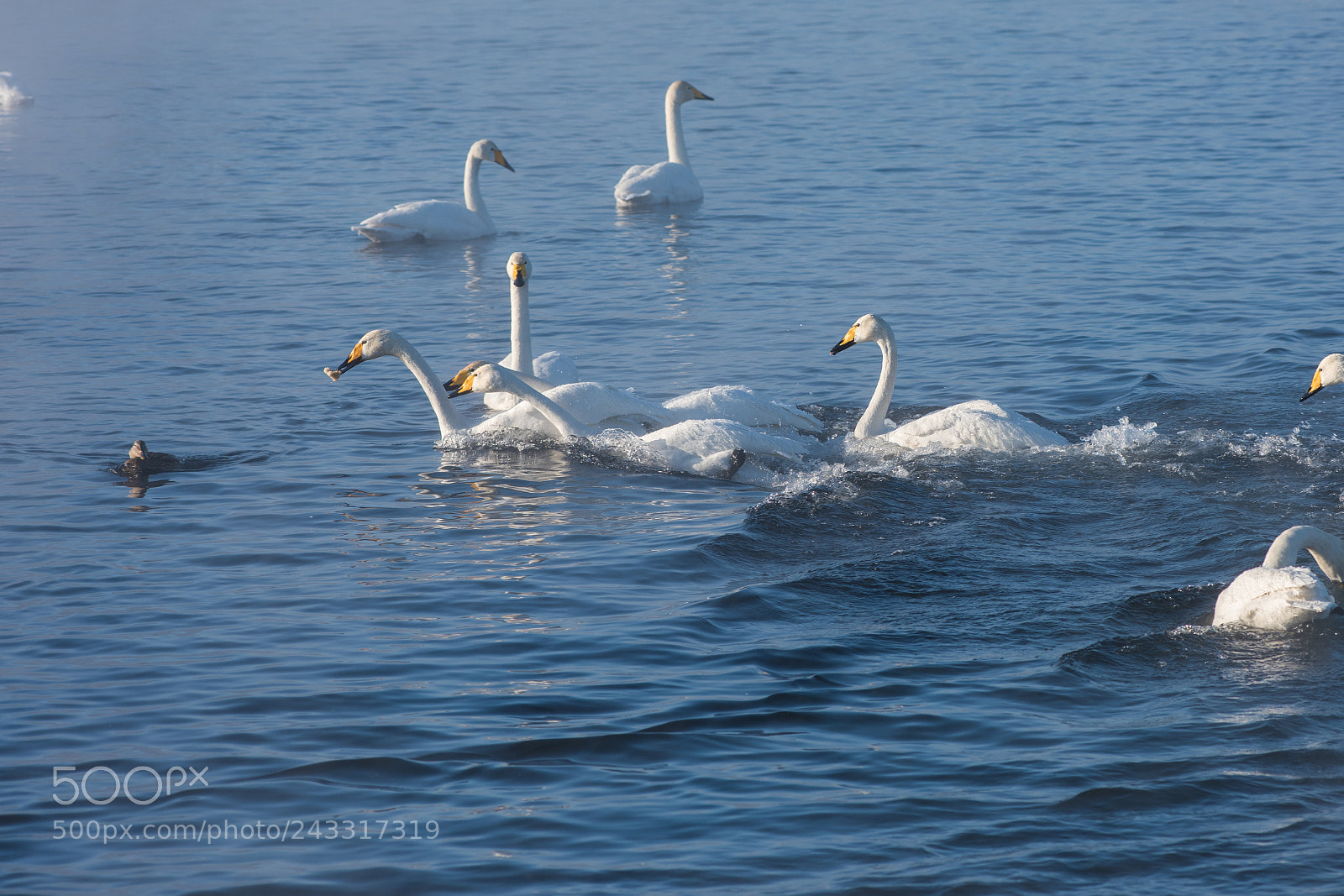 Nikon D810 sample photo. Beautiful white whooping swans photography