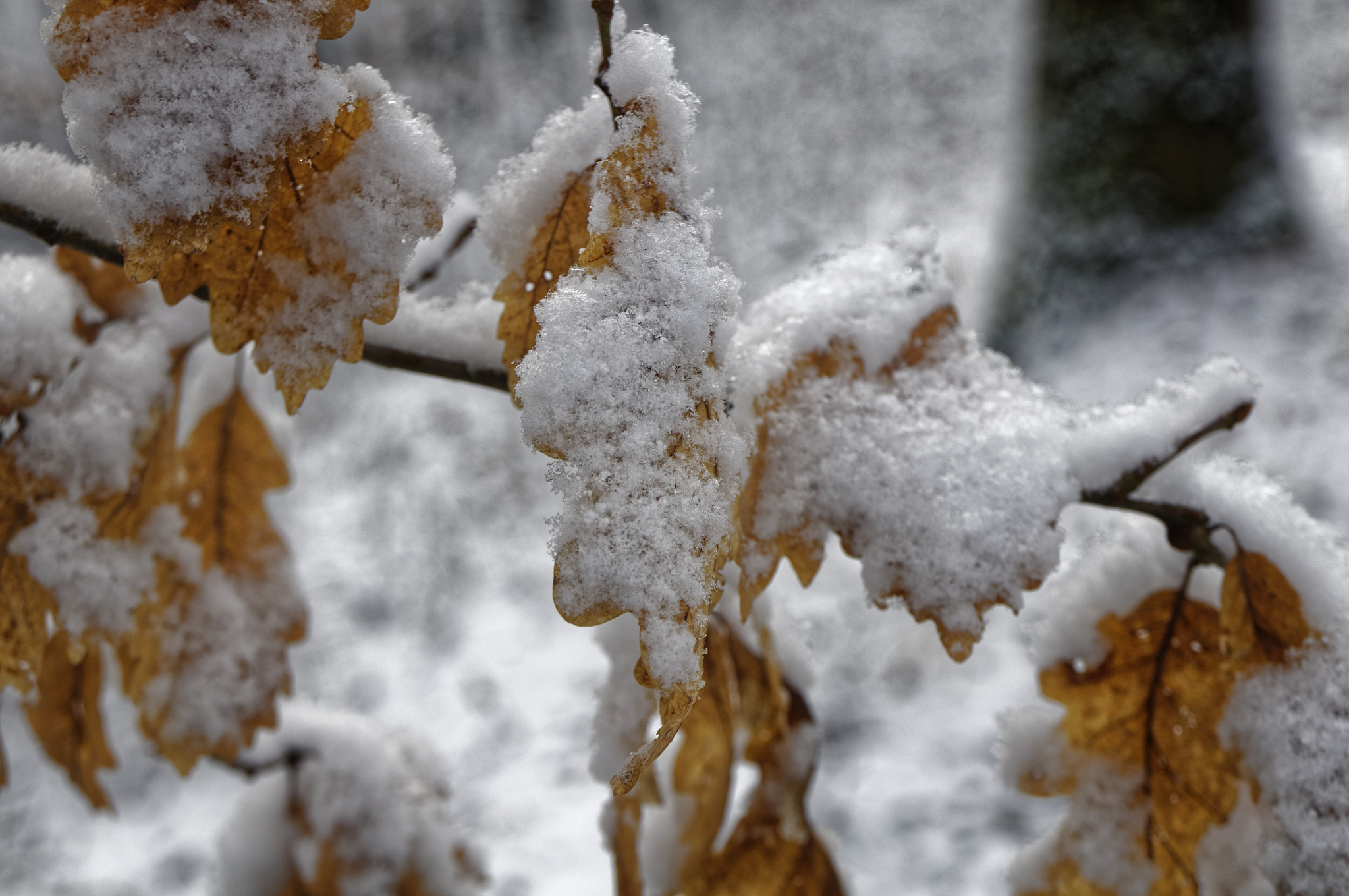 Nikon D300S sample photo. Mer photography