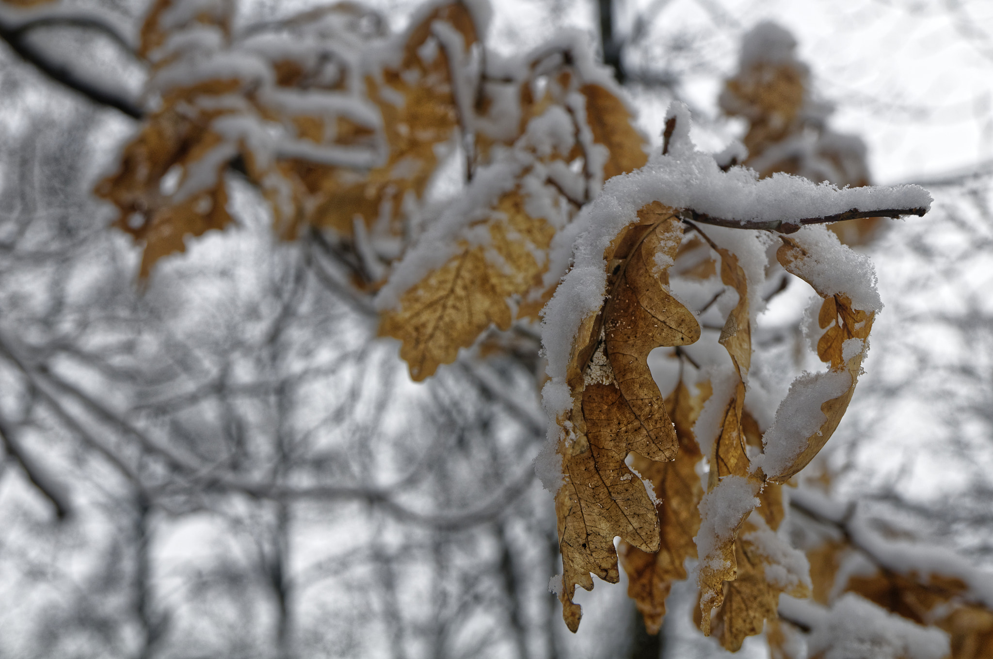 Nikon D300S sample photo. Mer photography