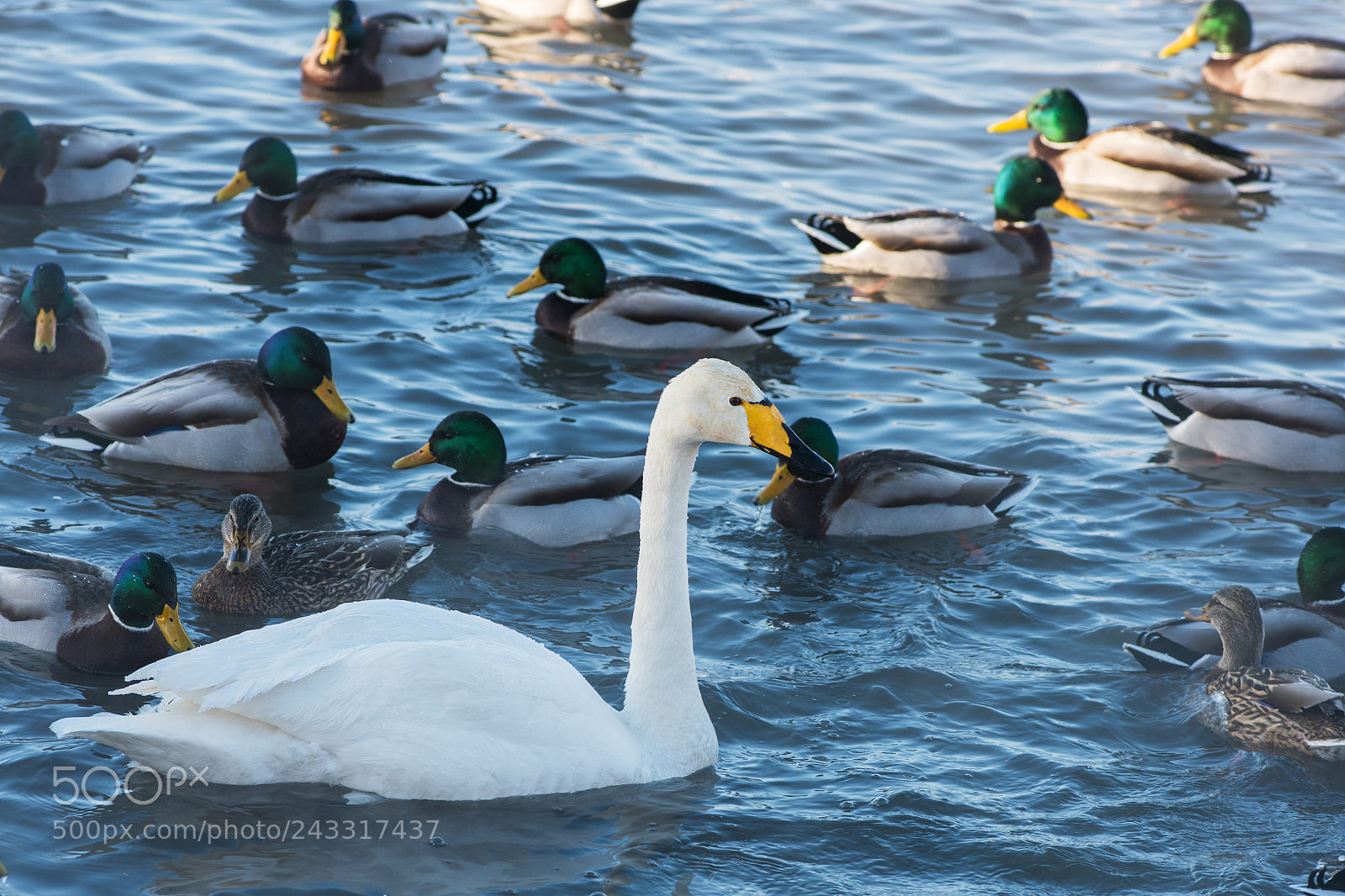 Nikon D810 sample photo. Beautiful white whooping swans photography