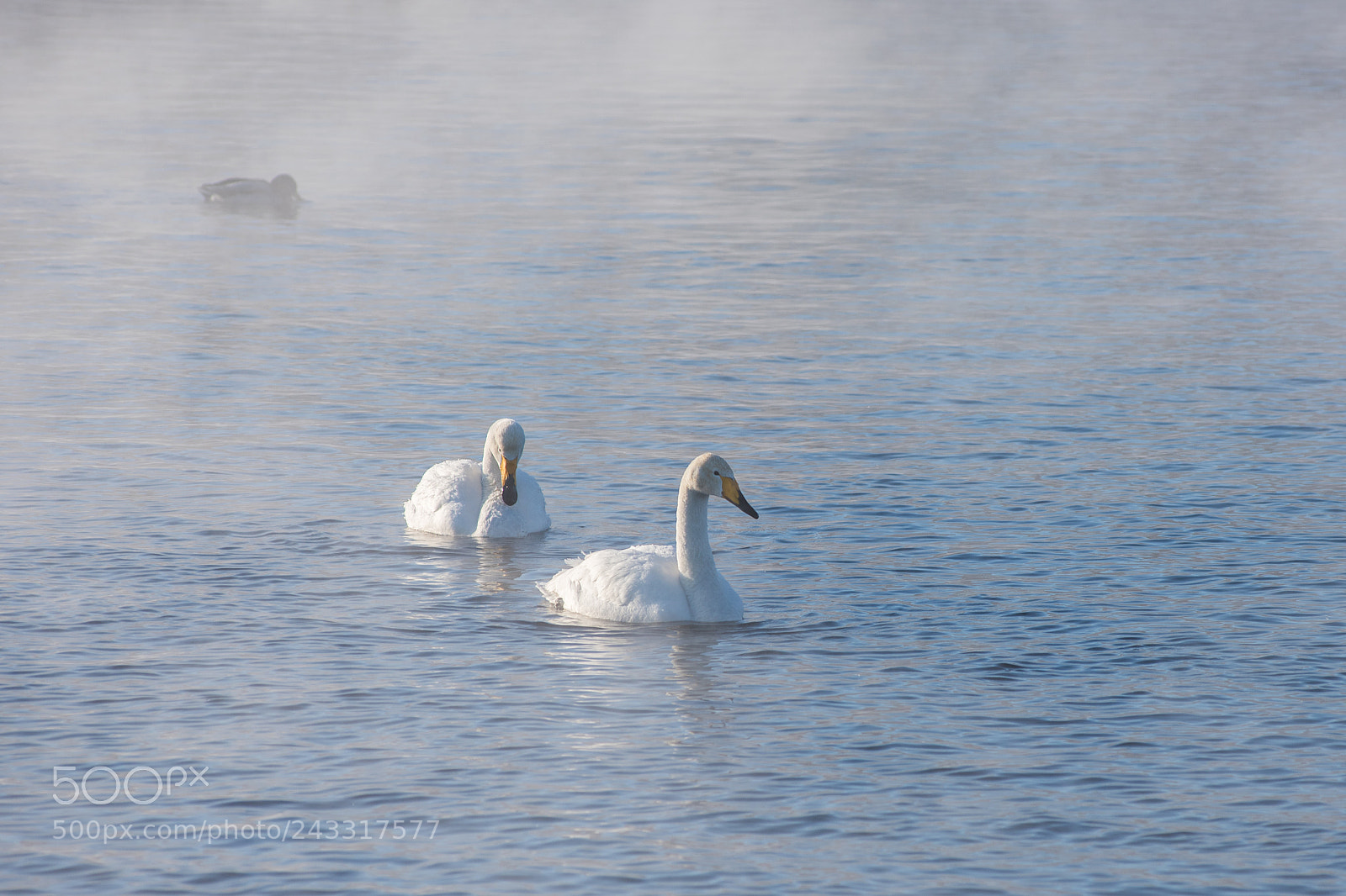 Nikon D810 sample photo. Beautiful white whooping swans photography