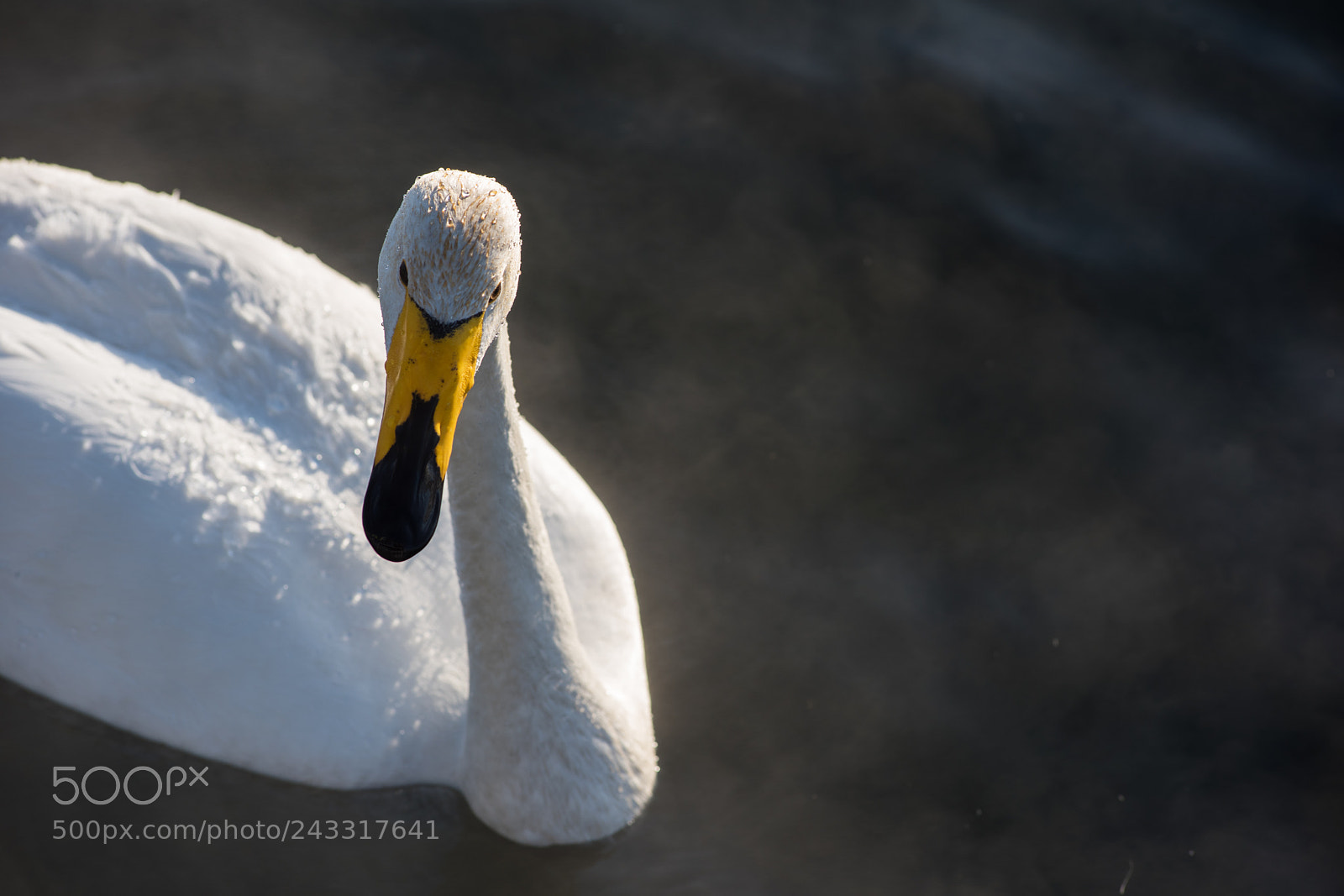 Nikon D810 sample photo. Beautiful white whooping swans photography