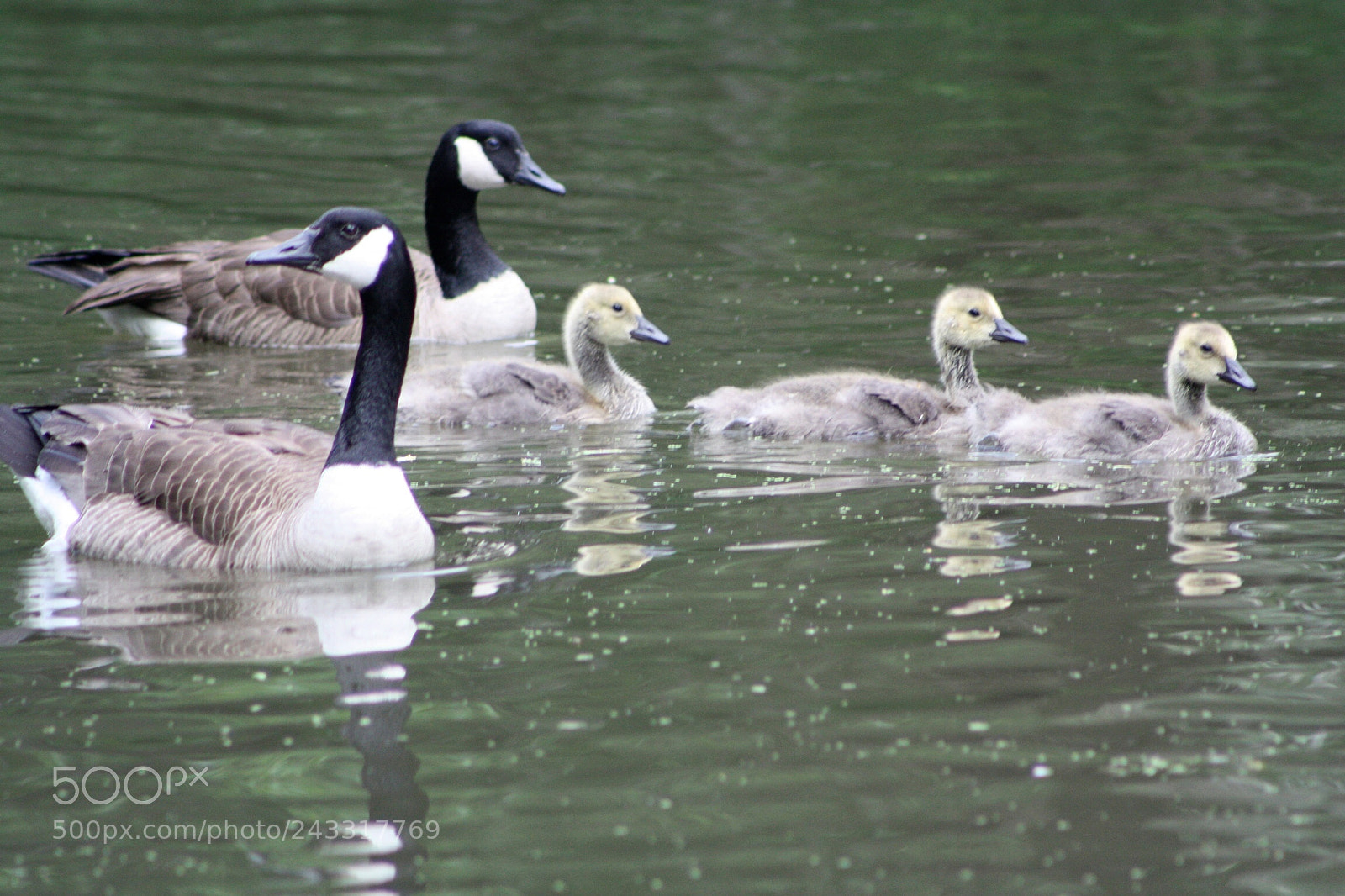 Canon EOS 450D (EOS Rebel XSi / EOS Kiss X2) sample photo. Goose family on the photography