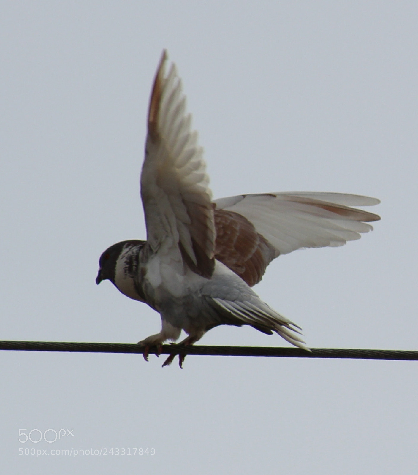 Canon EOS 1300D (EOS Rebel T6 / EOS Kiss X80) sample photo. Dove photography