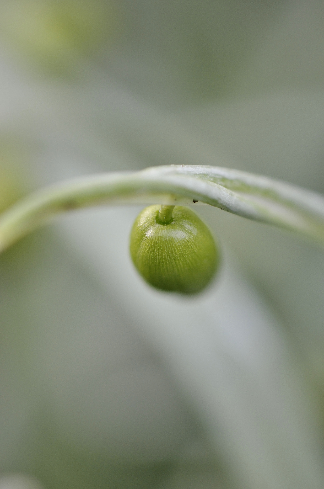 Nikon AF-S DX Micro-Nikkor 85mm F3.5G ED VR sample photo. Remain of a spring photography