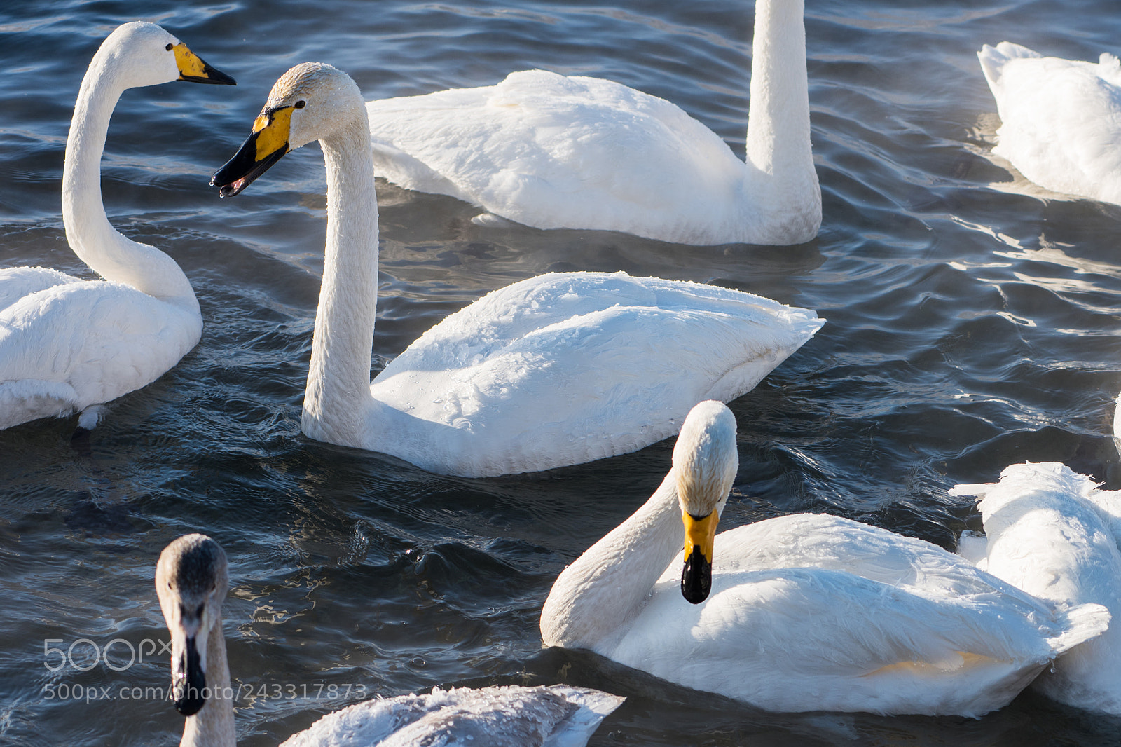 Nikon D810 sample photo. Beautiful white whooping swans photography