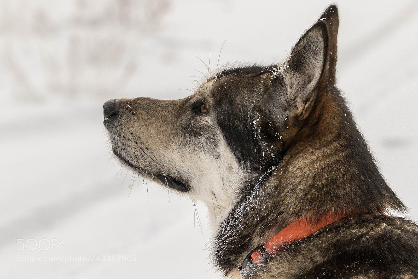 Canon EOS 7D Mark II sample photo. Frosty max photography