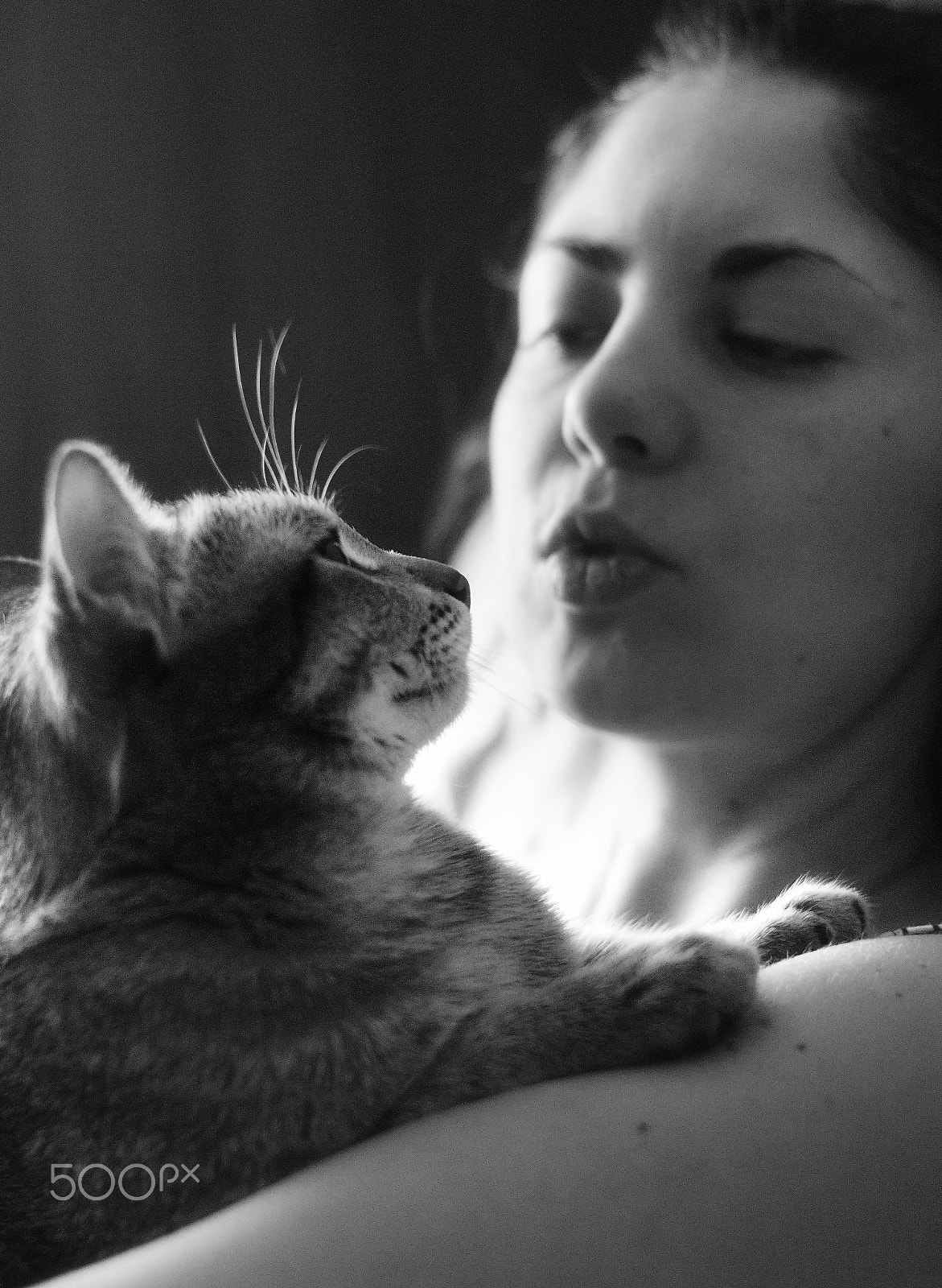 Sony SLT-A68 + Sony 50mm F1.4 sample photo. Julia & cat photography