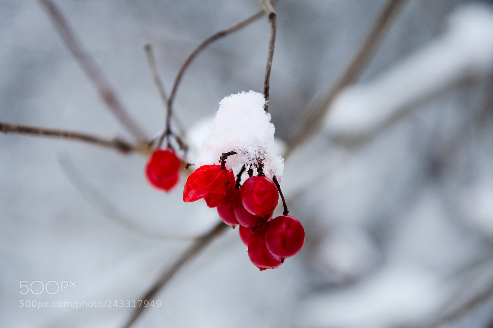 Nikon D5100 sample photo. Berry photography