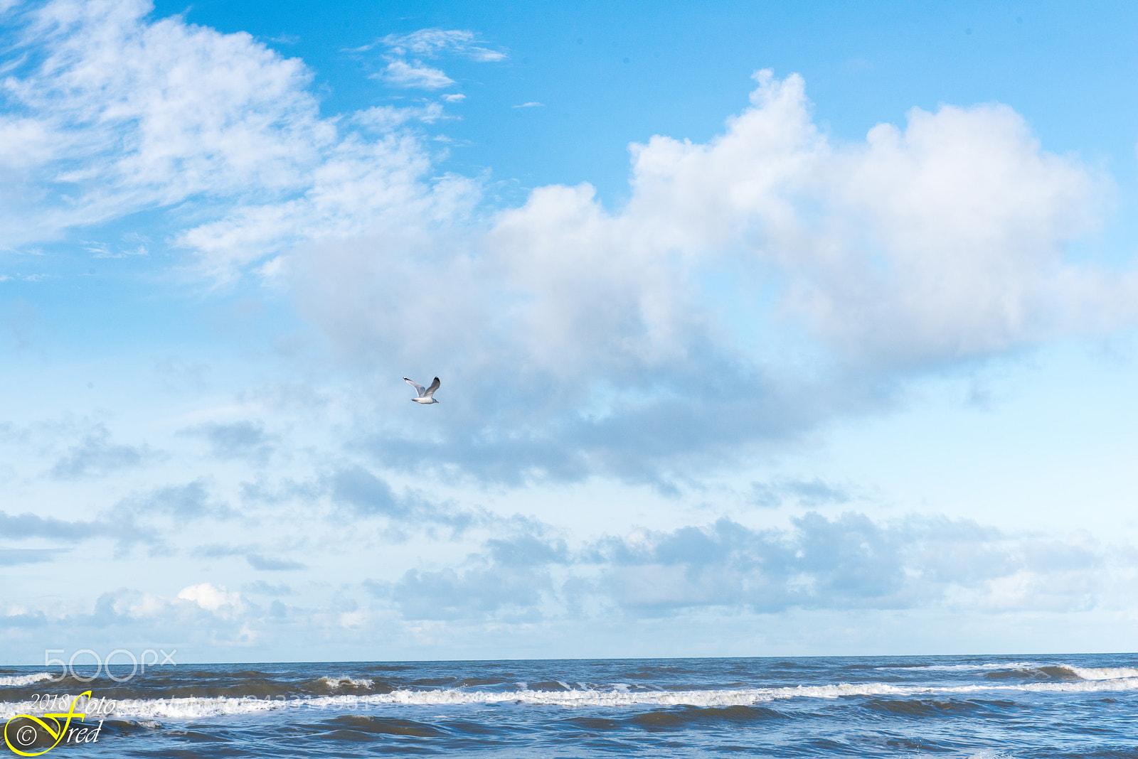 Nikon D800 sample photo. A seagull in flight photography