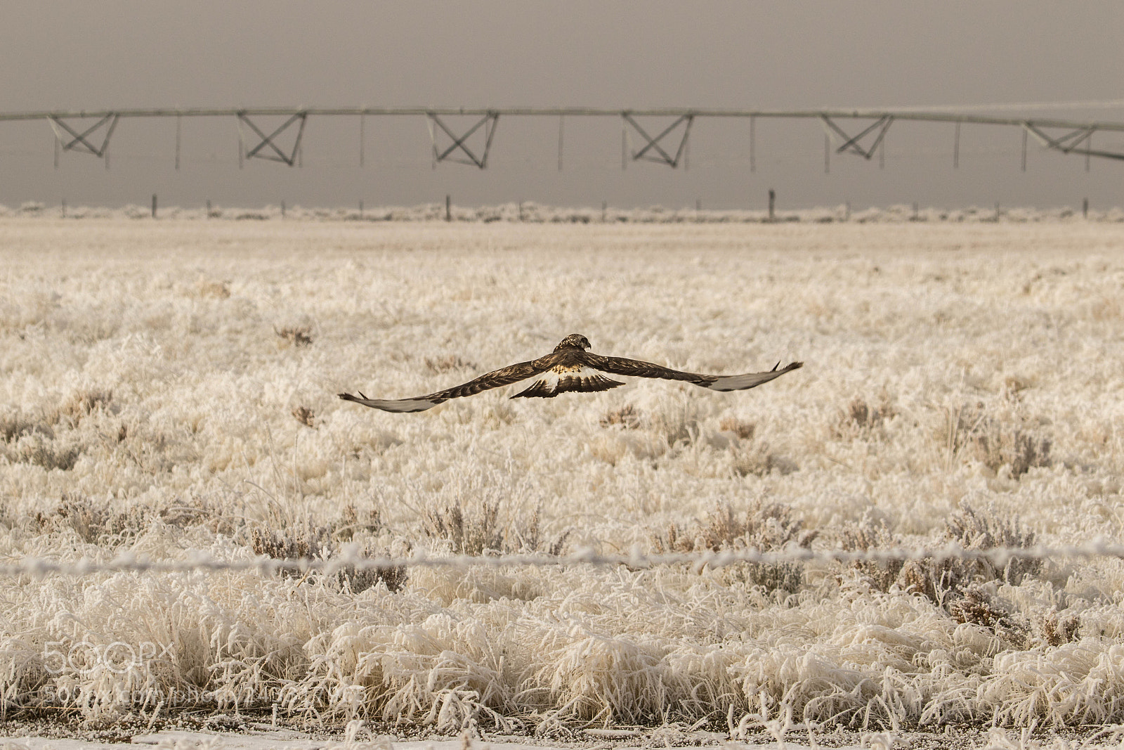 Canon EOS 7D Mark II sample photo. Frosty flight photography