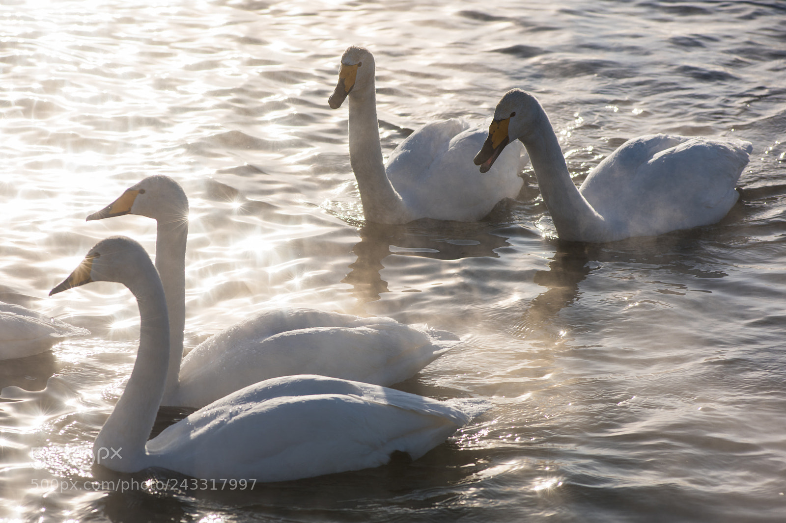 Nikon D810 sample photo. Beautiful white whooping swans photography