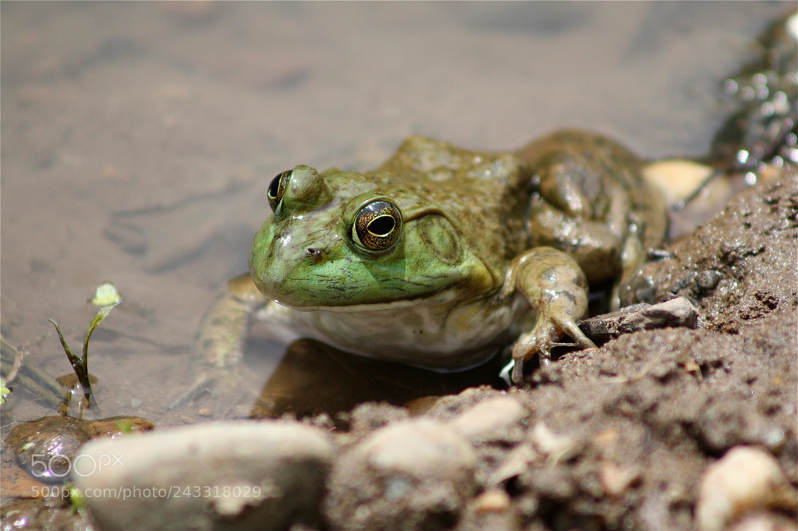 Canon EOS 450D (EOS Rebel XSi / EOS Kiss X2) sample photo. Frog on the d photography