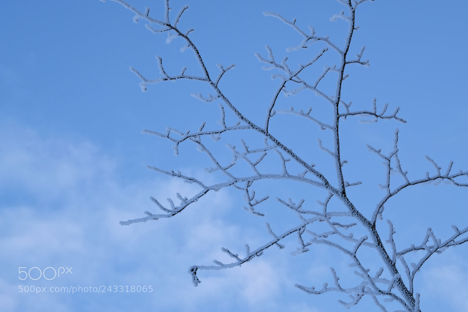 Fujifilm X-T2 sample photo. Frosty tree photography