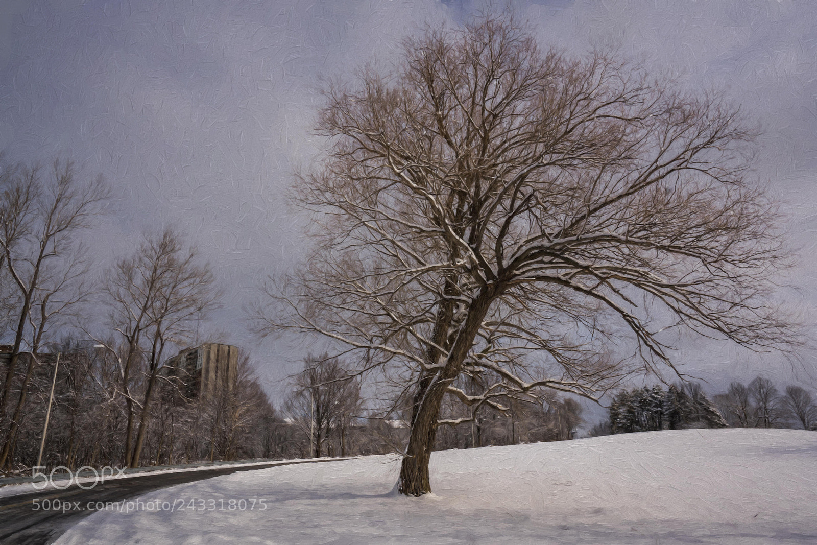 Sony a7R II sample photo. The crooked tree... photography