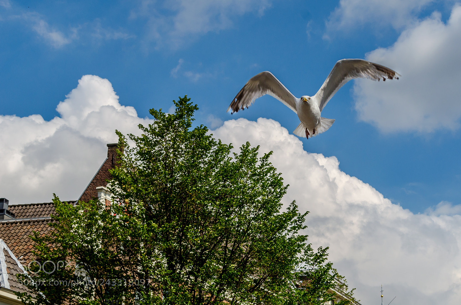 Nikon D5100 sample photo. Seagull photography