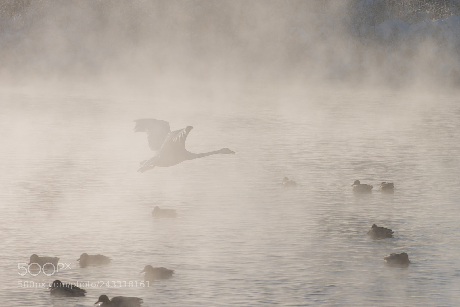 Nikon D810 sample photo. Beautiful white whooping swans photography