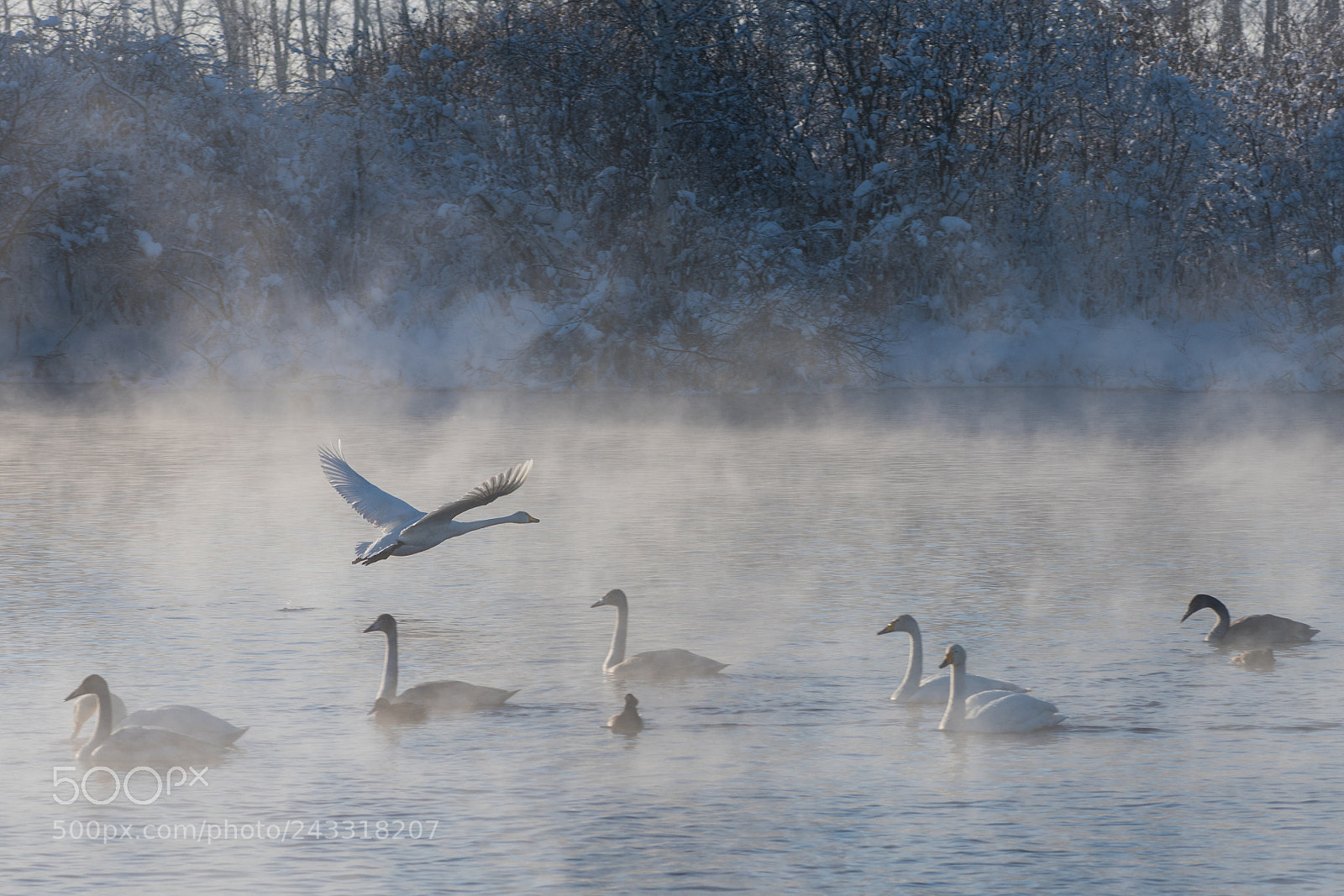 Nikon D810 sample photo. Beautiful white whooping swans photography