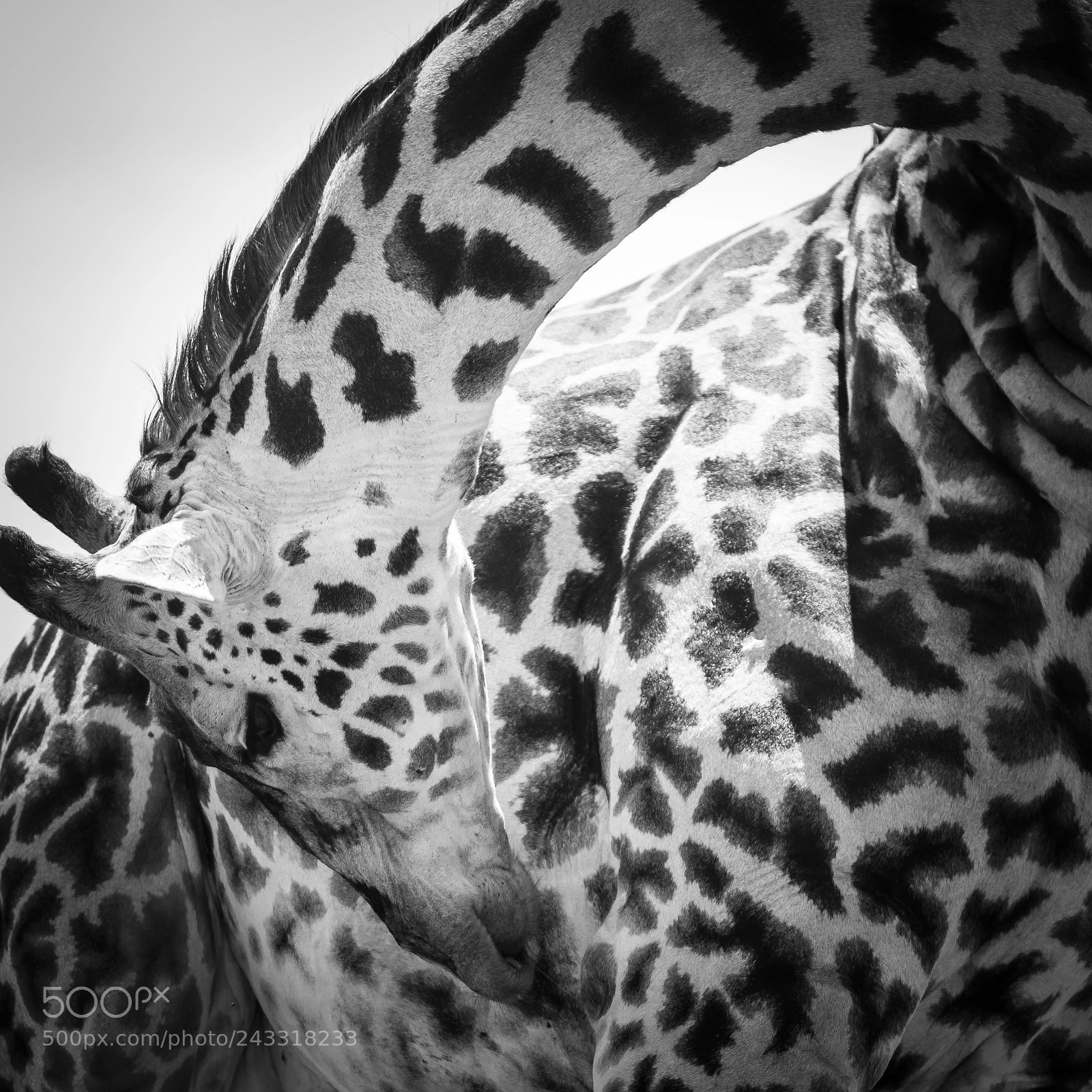 Nikon D810 sample photo. Giraffe squared photography
