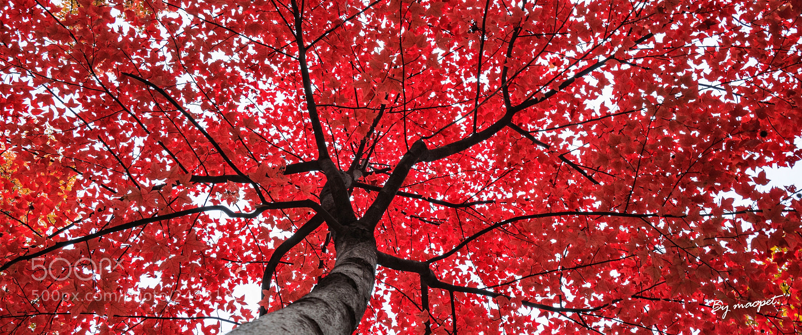 Sony a7 II sample photo. Red. photography