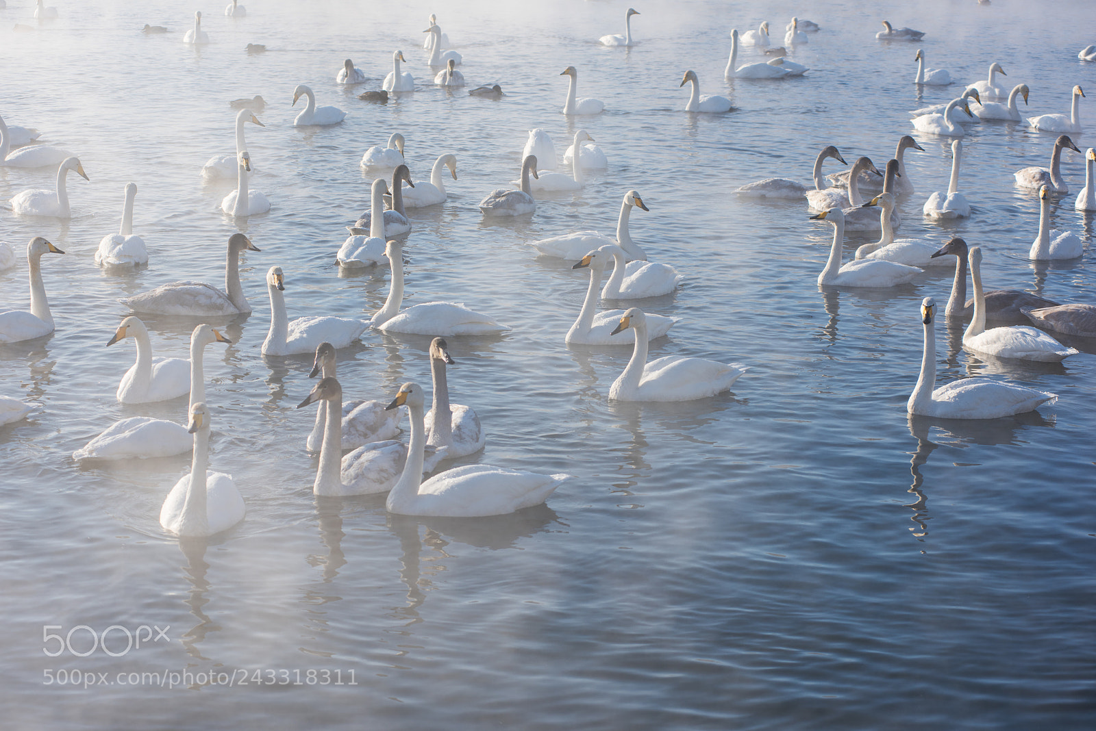 Nikon D810 sample photo. Beautiful white whooping swans photography