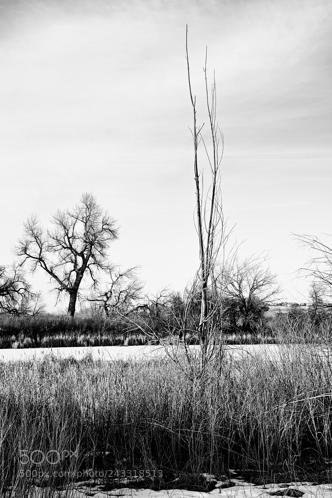 Nikon D7100 sample photo. Cherry creek winter study 1 photography