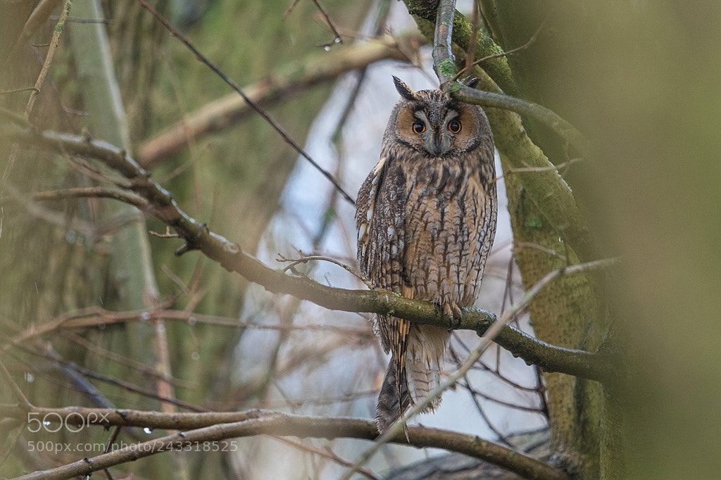 Nikon D500 sample photo. Hibou moyen duc photography