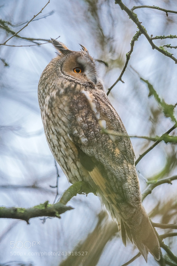 Nikon D500 sample photo. Hibou moyen duc photography