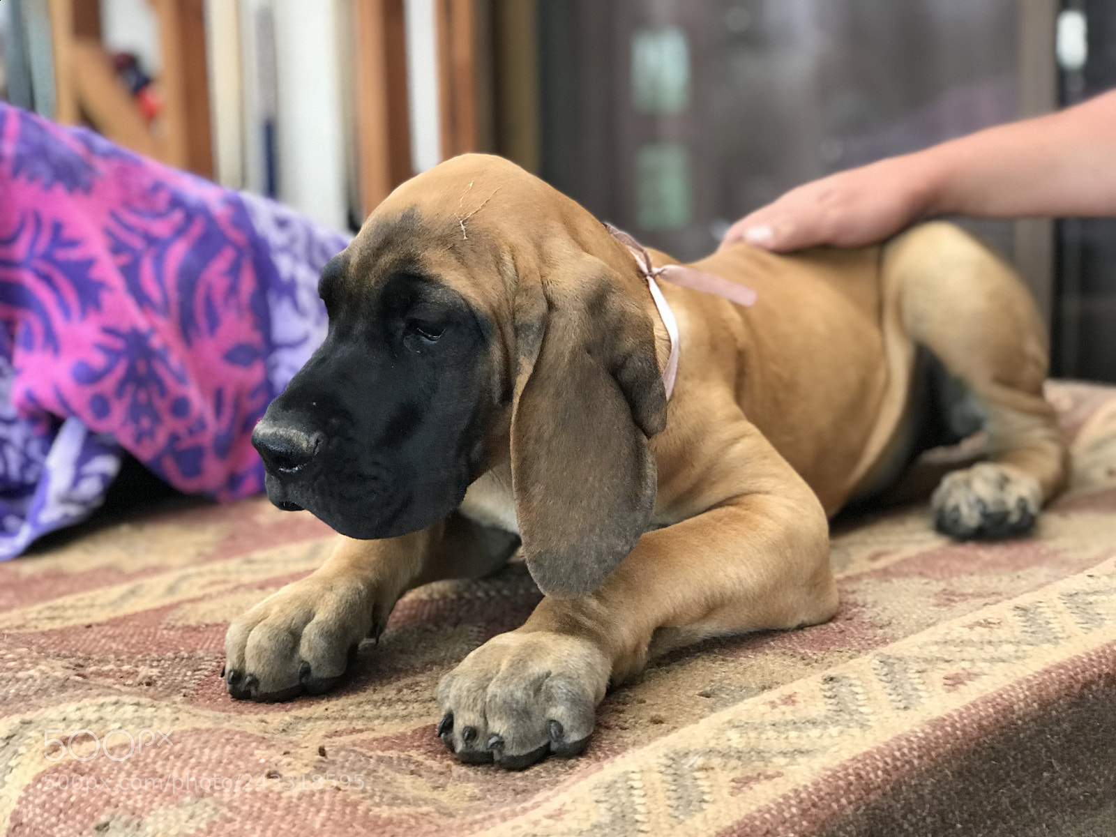 Apple iPhone 7 Plus sample photo. My danes my photos photography