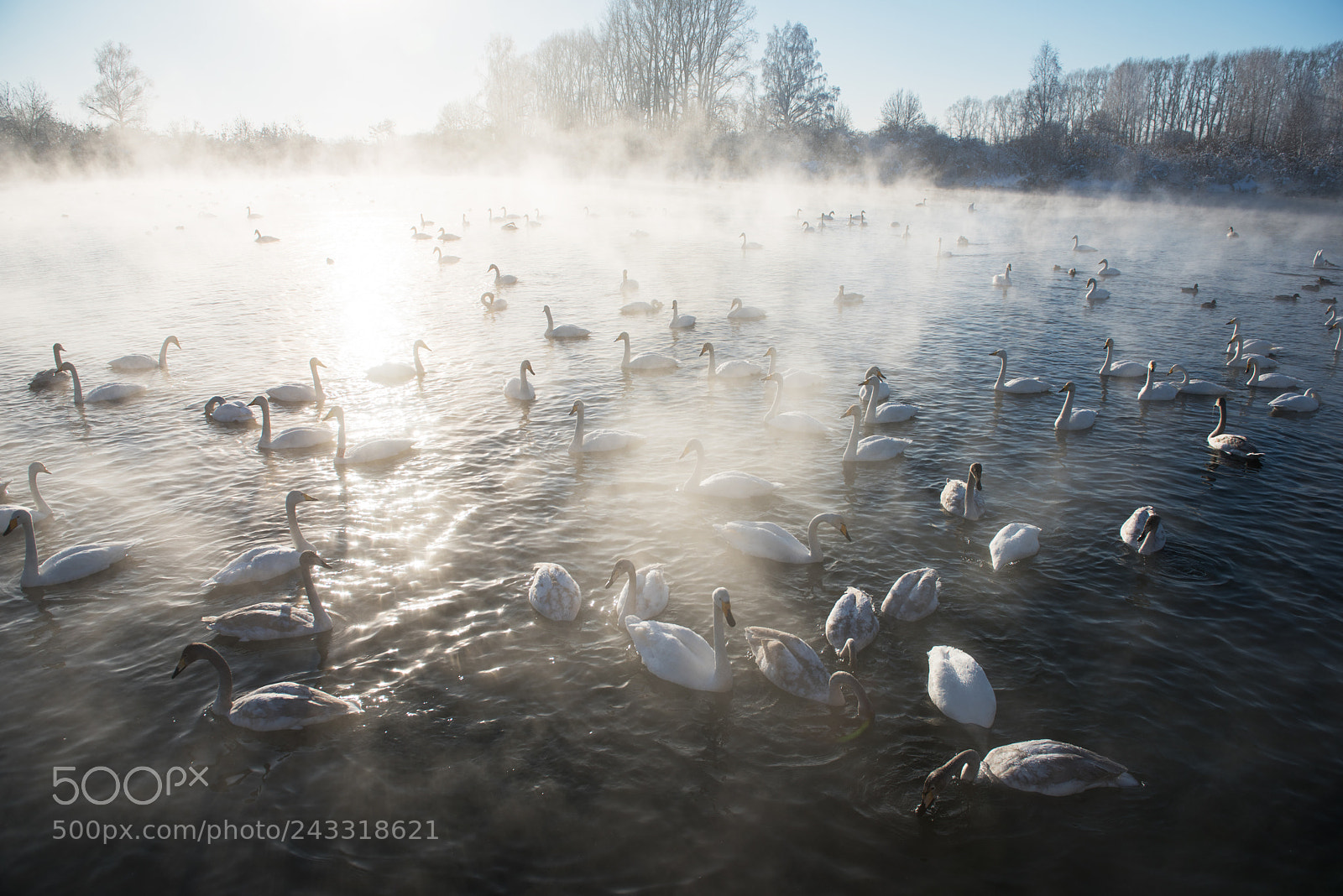 Nikon D810 sample photo. Beautiful white whooping swans photography