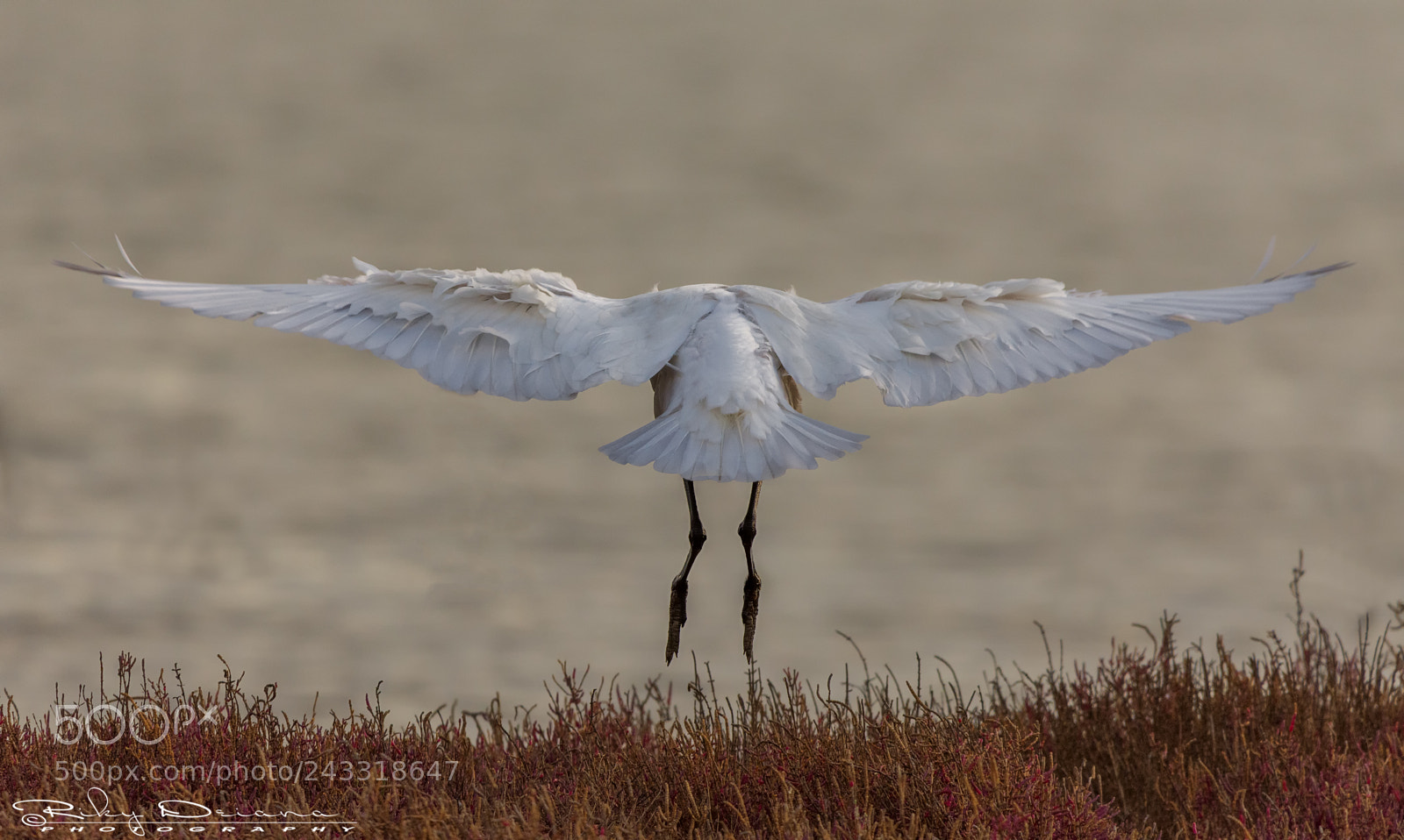 Nikon D7200 sample photo. Hovering photography