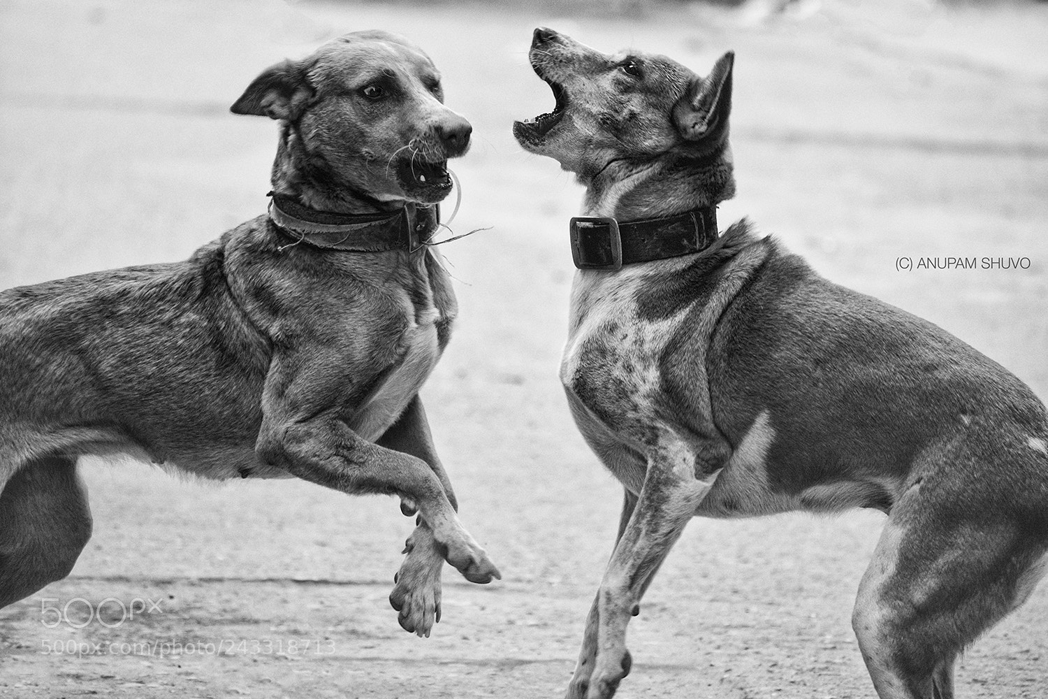 Nikon D7100 sample photo. The street fighters photography