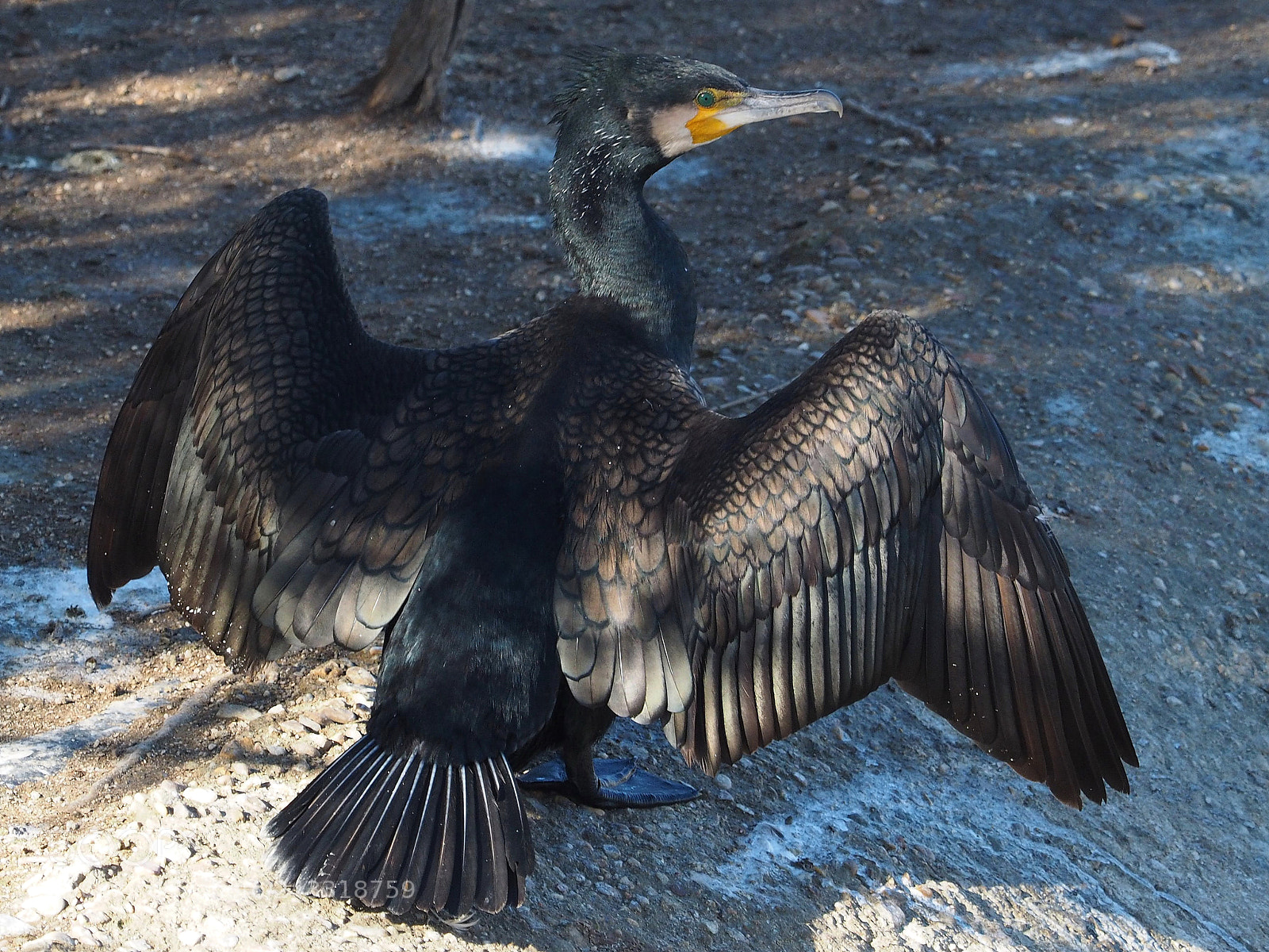 Olympus OM-D E-M1 sample photo. Cormor n grande phalacrocorax photography