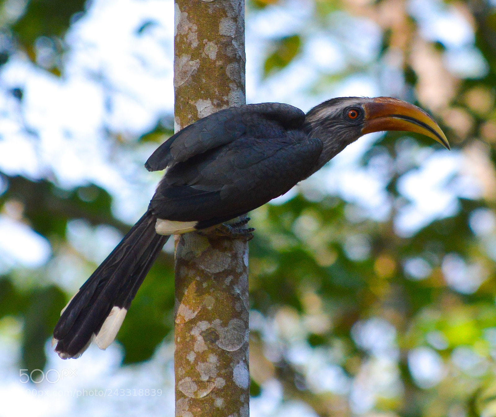 Nikon D3200 sample photo. Hornbill photography